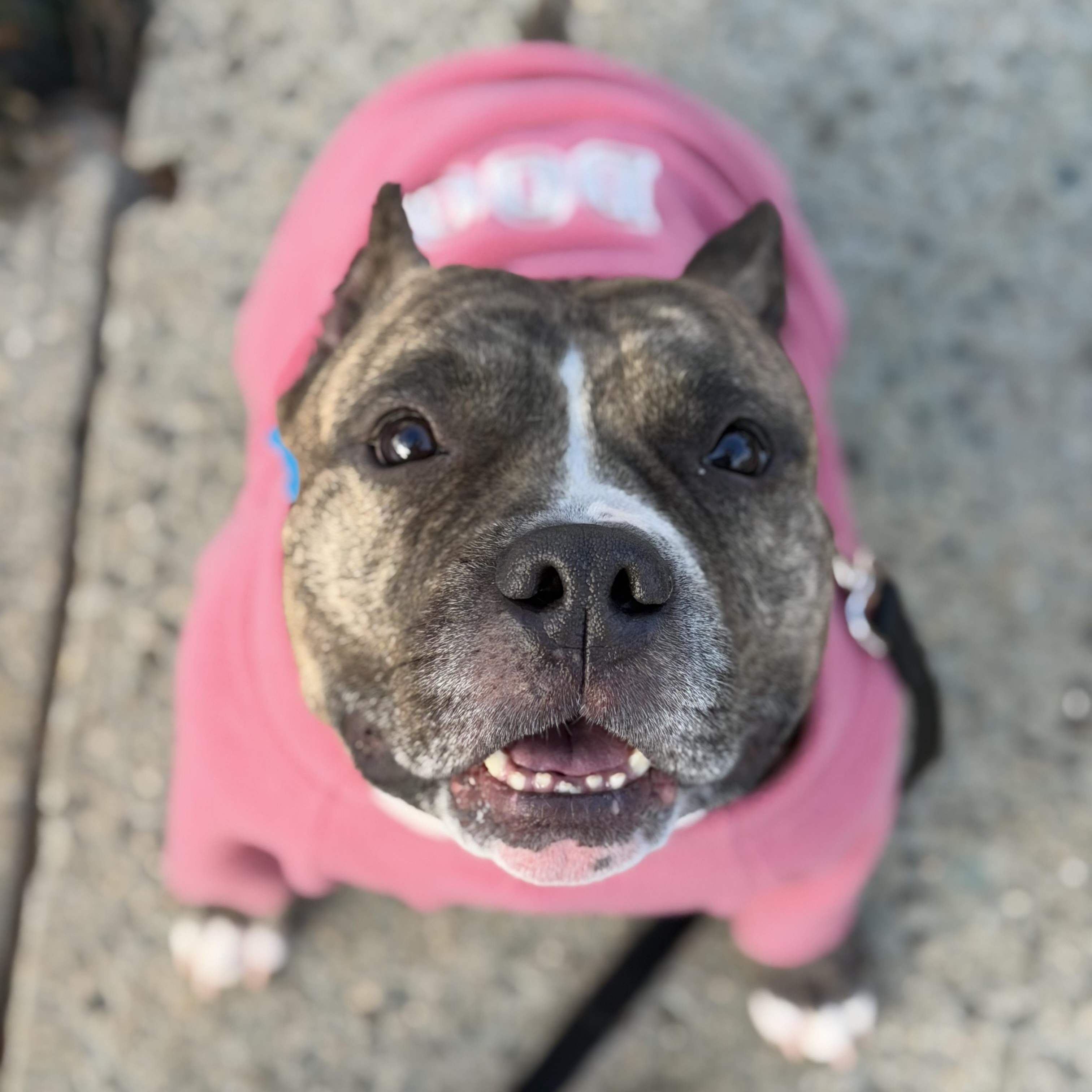 Enlarge Fiona, a Adoptable mixed breed in Lake Hopatcong, NJ image 3/6