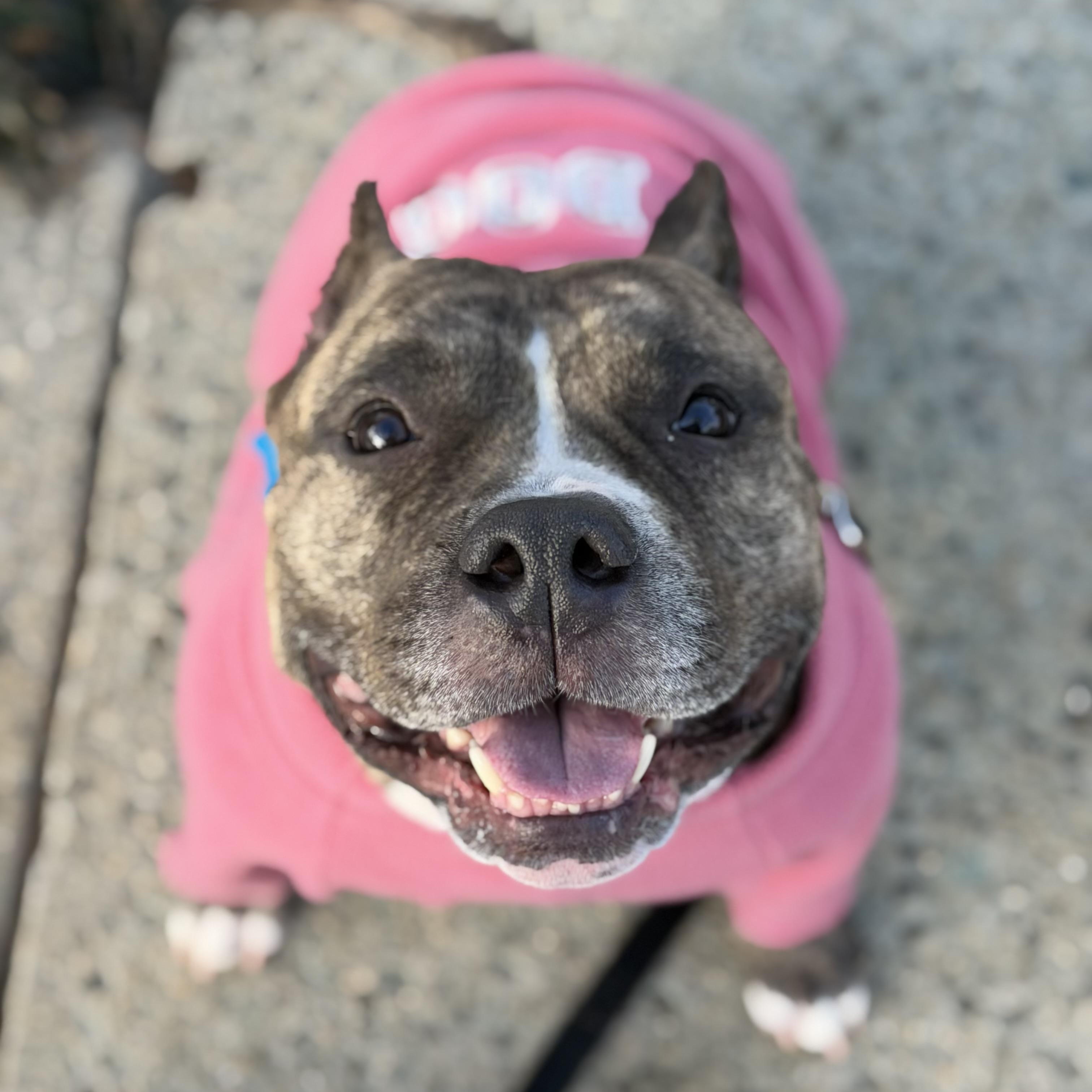 Enlarge Fiona, a Adoptable mixed breed in Lake Hopatcong, NJ image 1/6