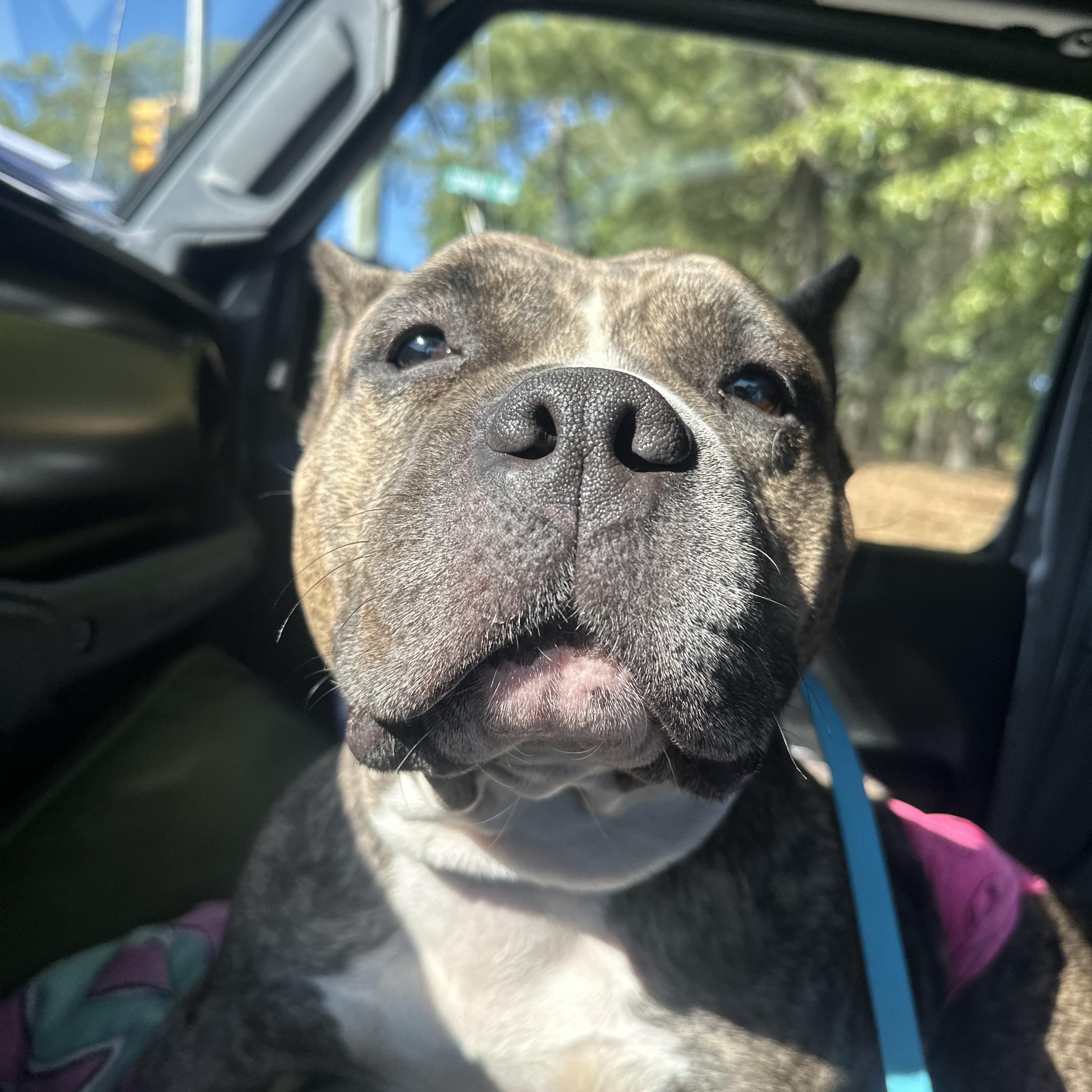 Fiona, a Adoptable mixed breed in Mahwah, NJ image 4/5