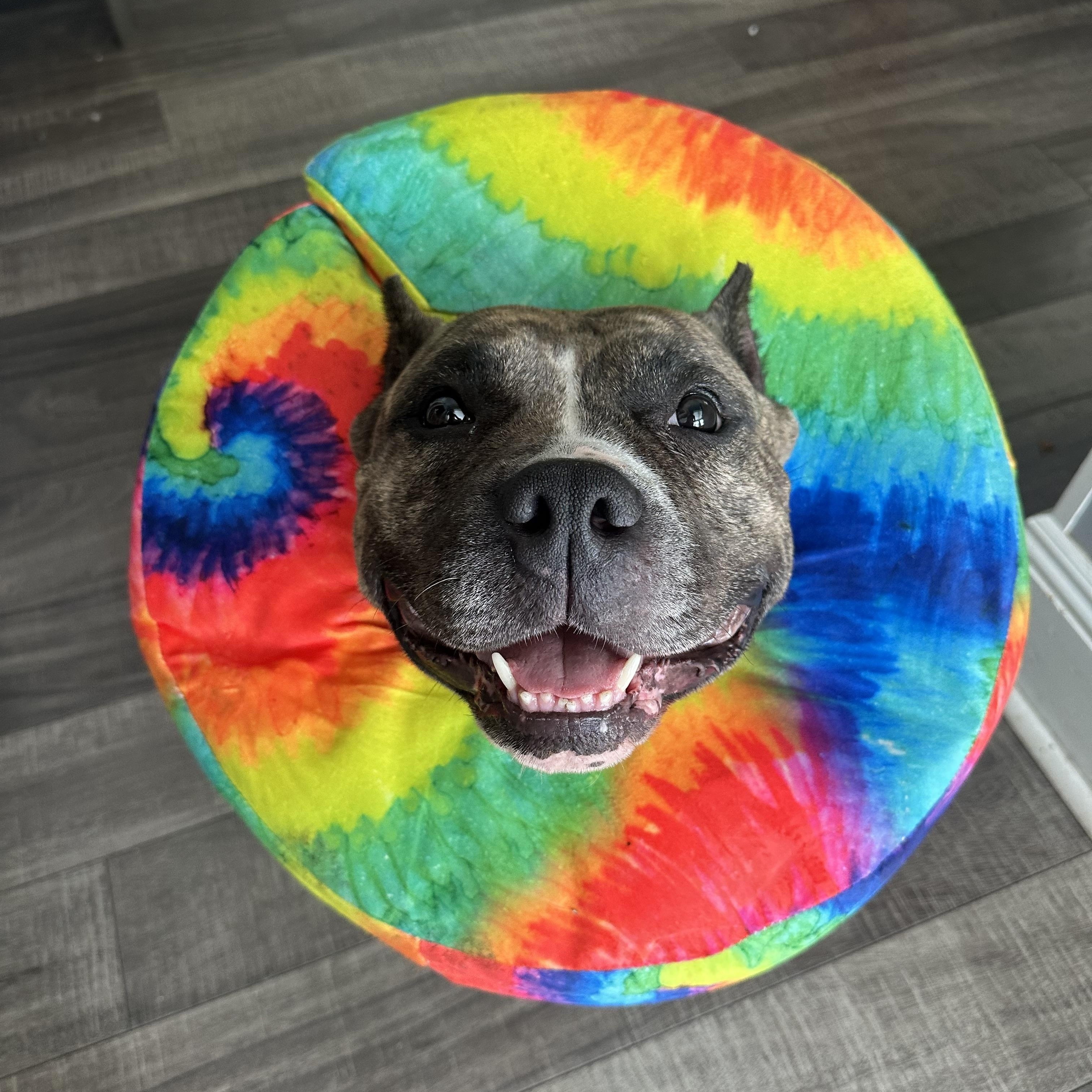 Fiona, a Adoptable mixed breed in Mahwah, NJ image 1/5