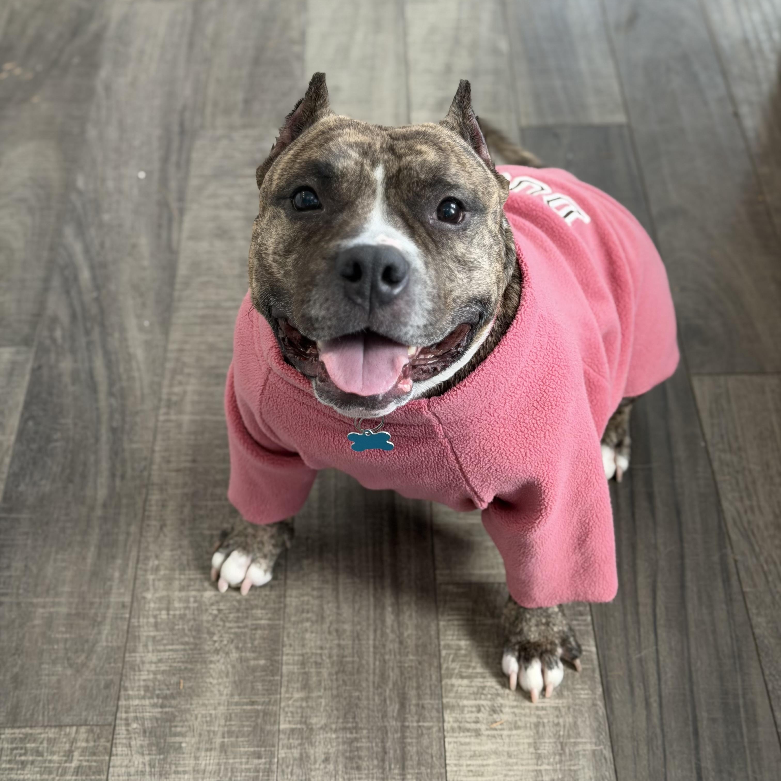 Enlarge Fiona, a Adoptable mixed breed in Lake Hopatcong, NJ image 4/6