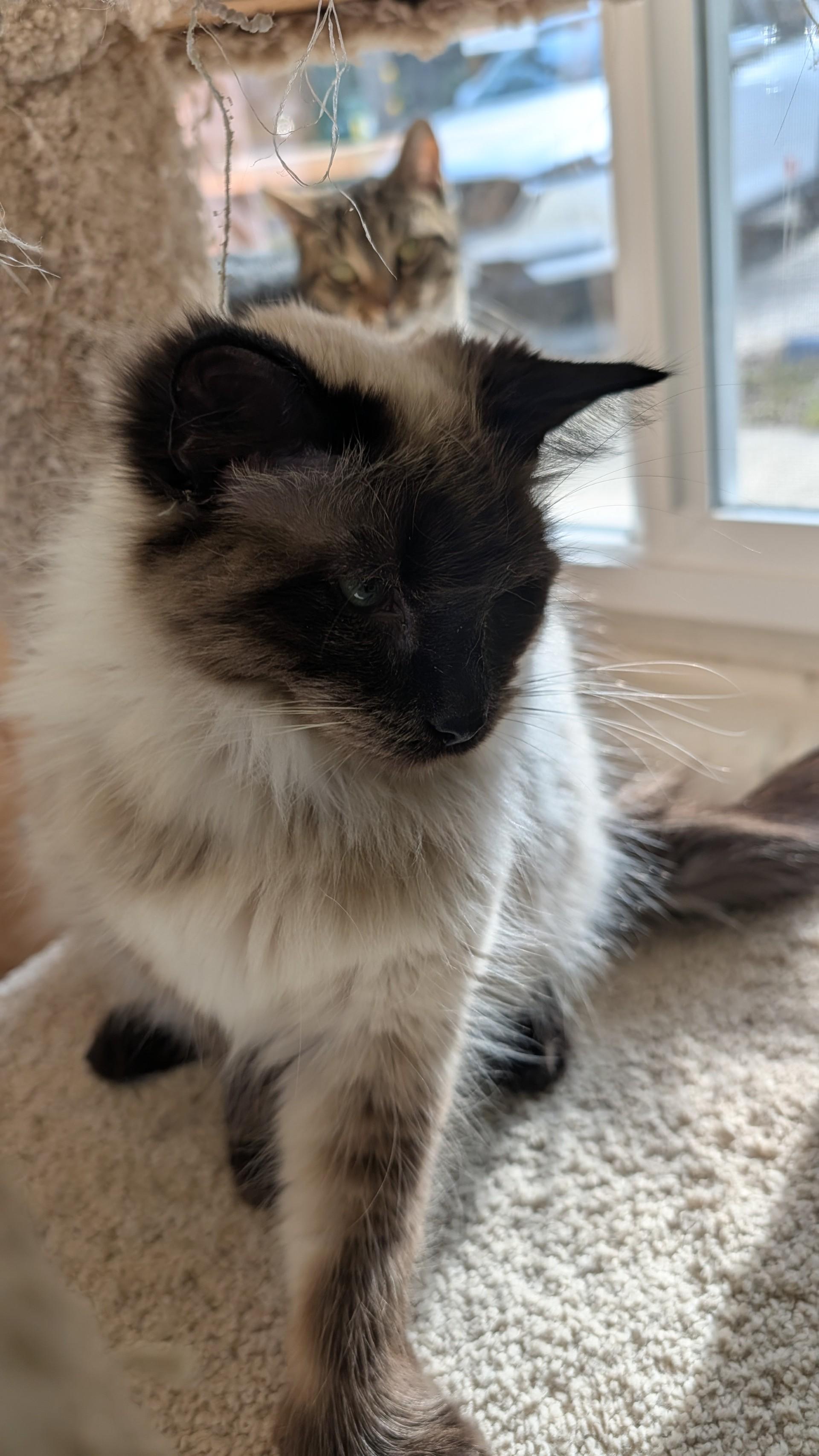 Enlarge Fuzzy, an adopted Siamese in Quincy, CA image 1/3