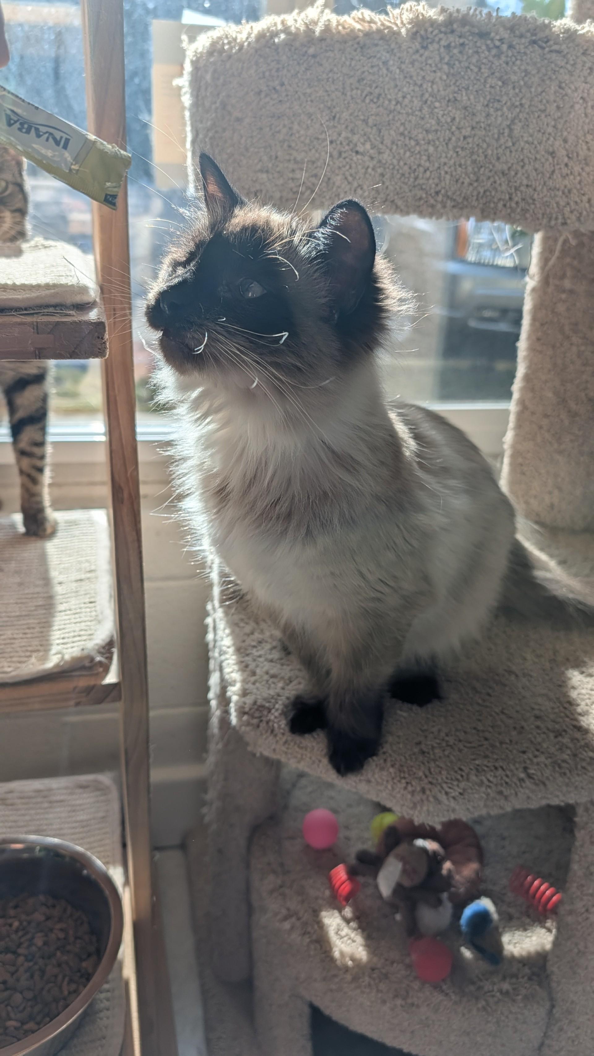 Enlarge Fuzzy, an adopted Siamese in Quincy, CA image 2/3