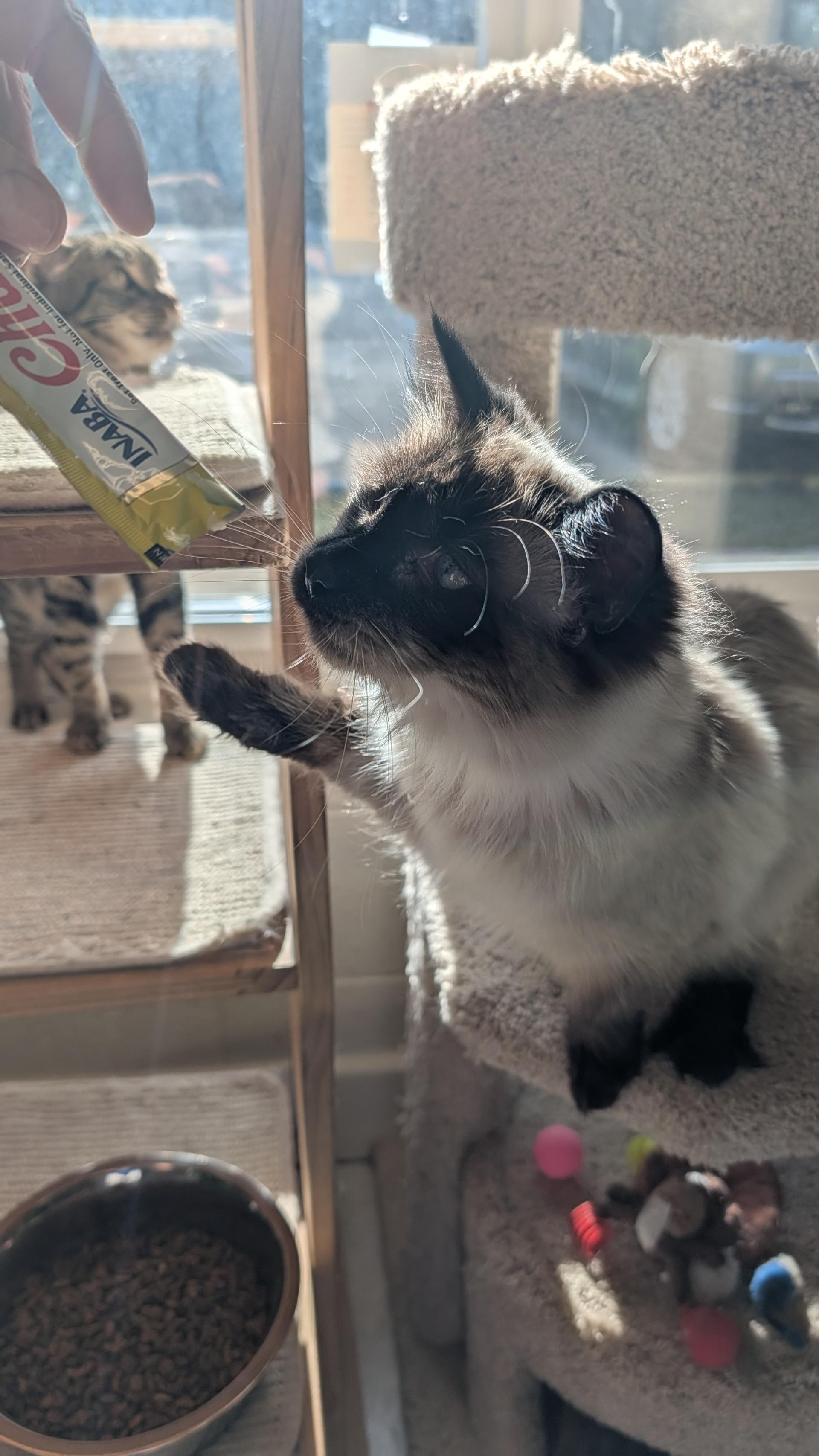Enlarge Fuzzy, an adopted Siamese in Quincy, CA image 3/3