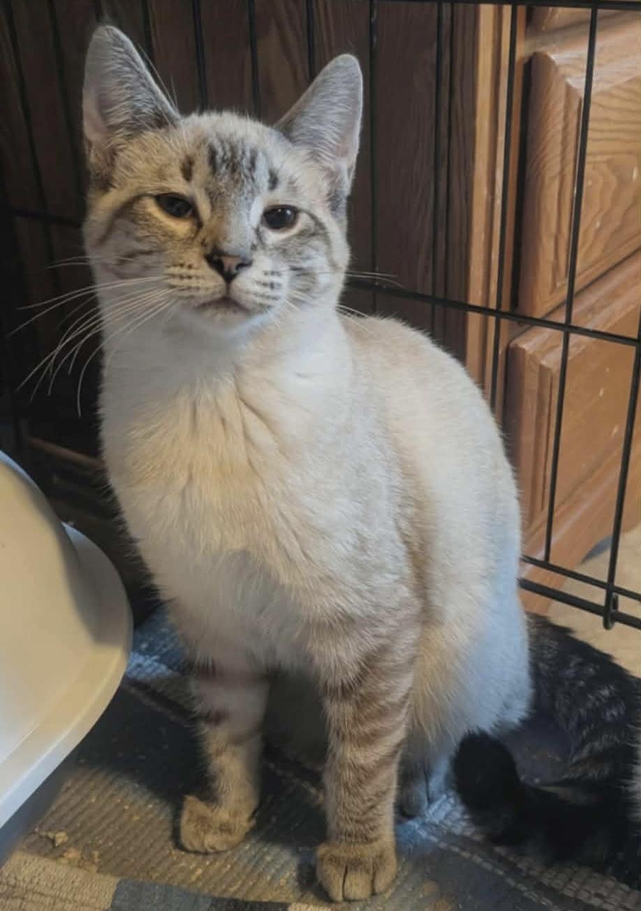 Sky, adopted, Kitten Female Siamese.