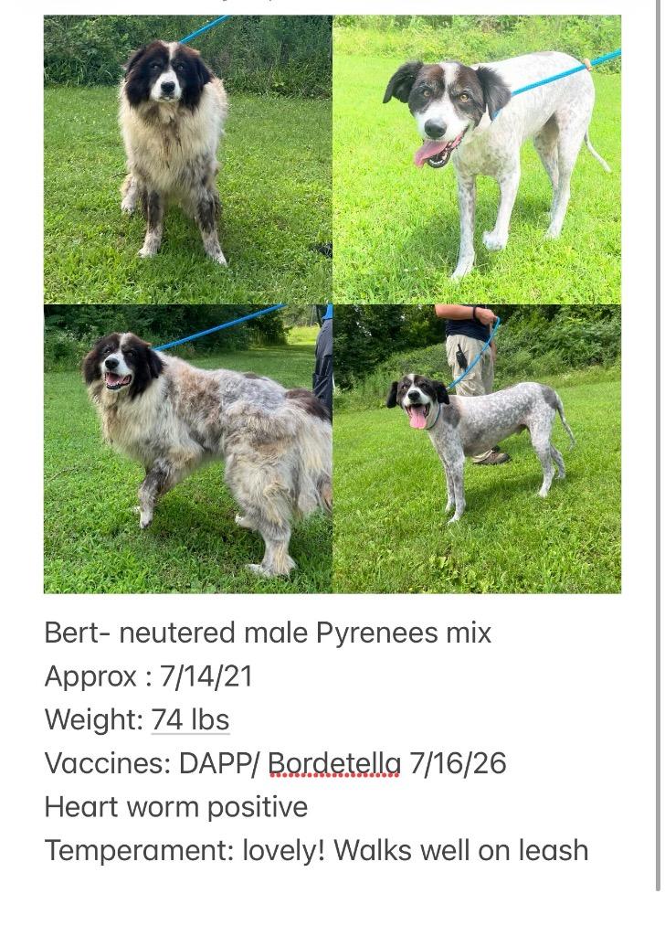 Bert, Adoptable, Adult Male Great Pyrenees.