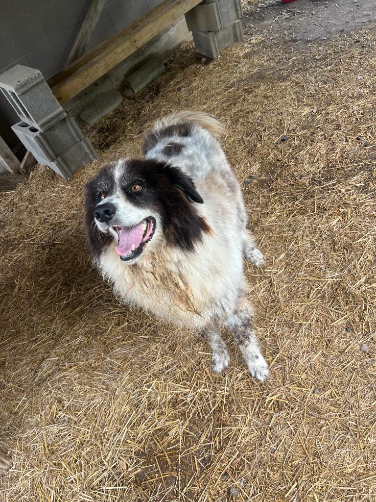 Enlarge Bert, a Adoptable Great Pyrenees in Murray, KY image 2/5