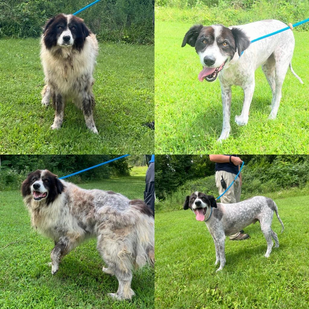 Enlarge Bert, a Adoptable Great Pyrenees in Murray, KY image 4/5