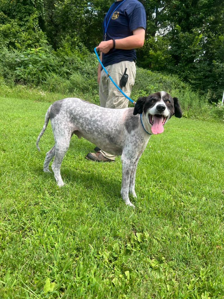 Enlarge Bert, a Adoptable Great Pyrenees in Murray, KY image 5/5