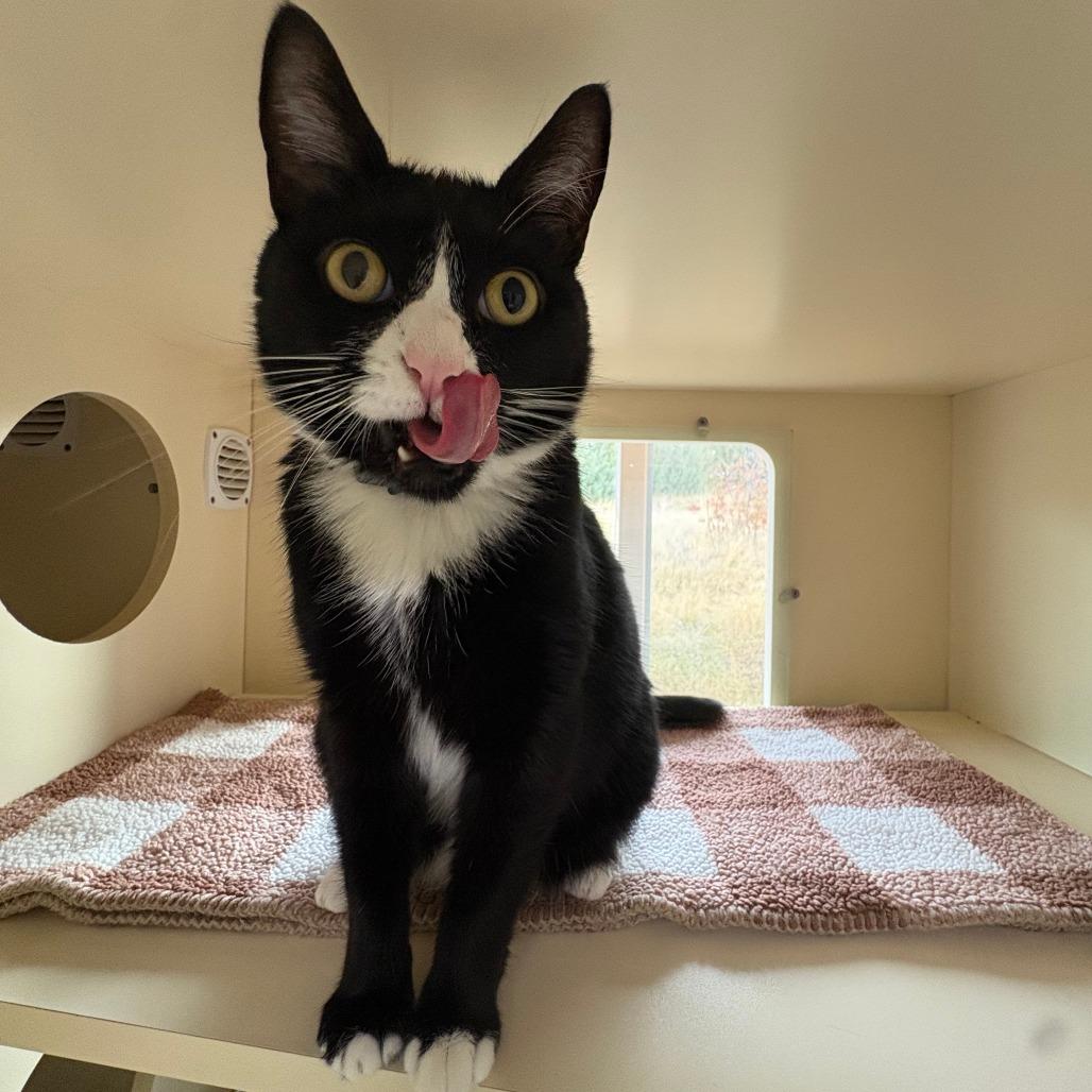 Kevin, Adoptable, Adult Male Domestic Short Hair.