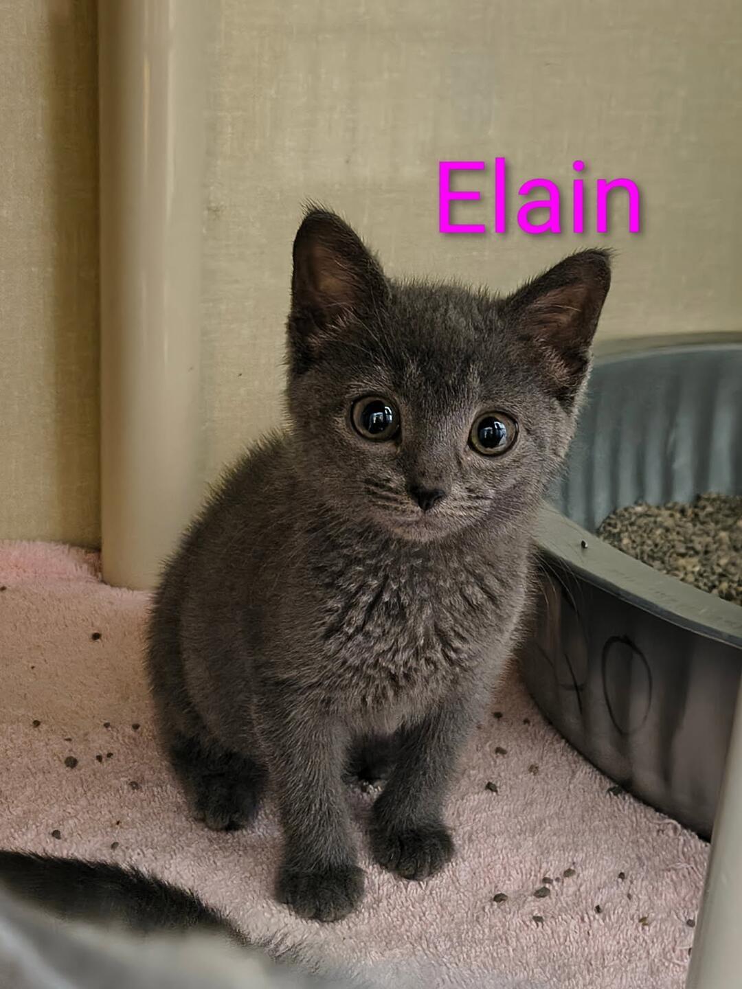 Elain