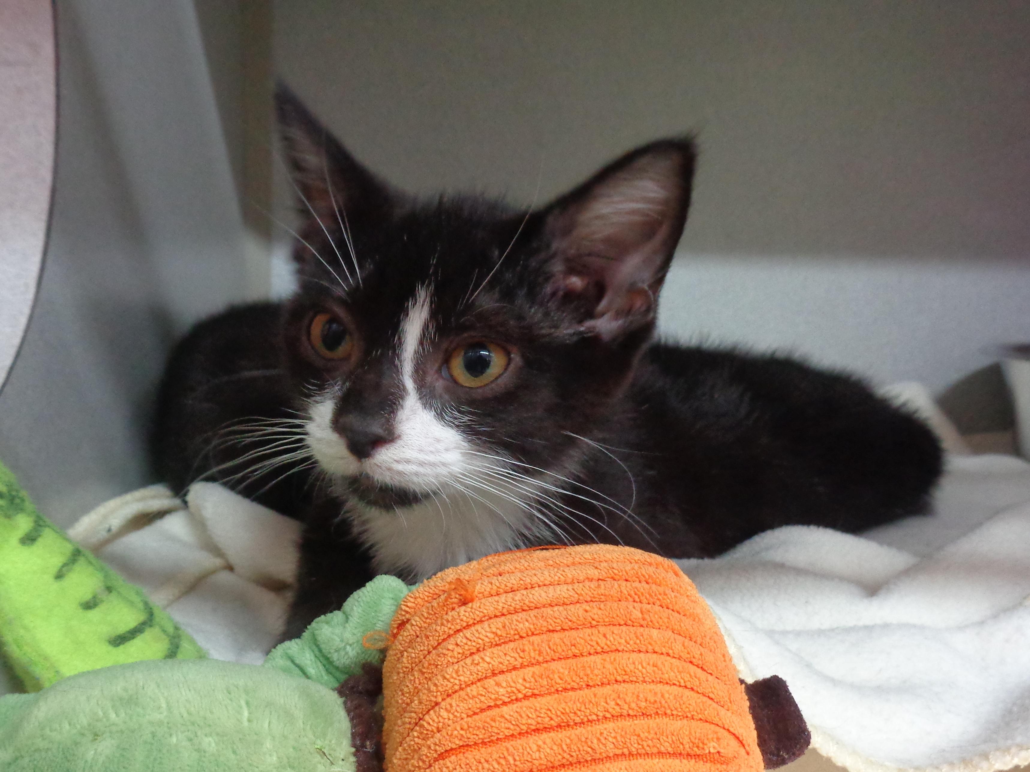 Enlarge EVERGLADES, an adoptable Domestic Short Hair in Delhi, NY image 3/6