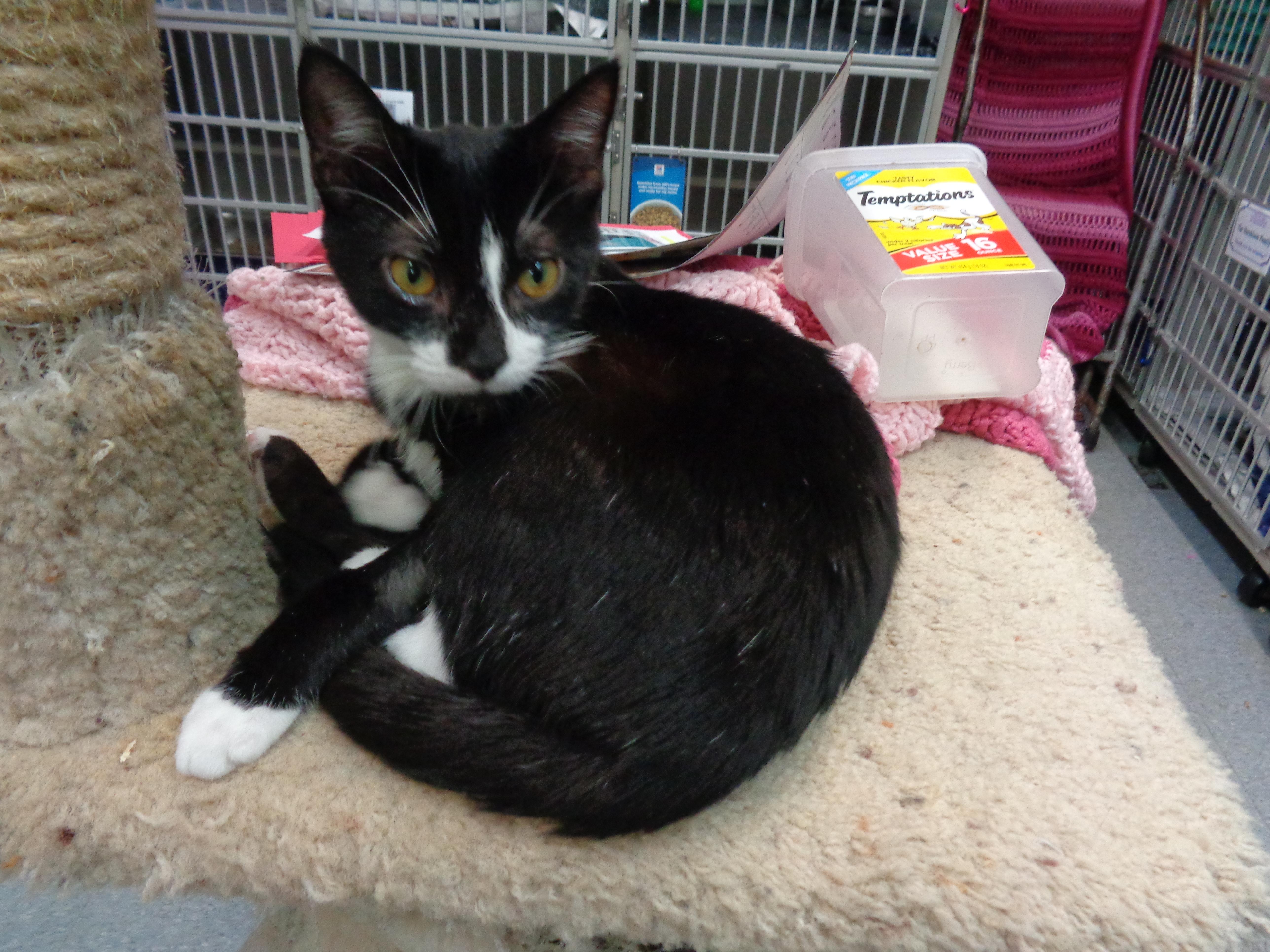 Enlarge EVERGLADES, an adoptable Domestic Short Hair in Delhi, NY image 2/6