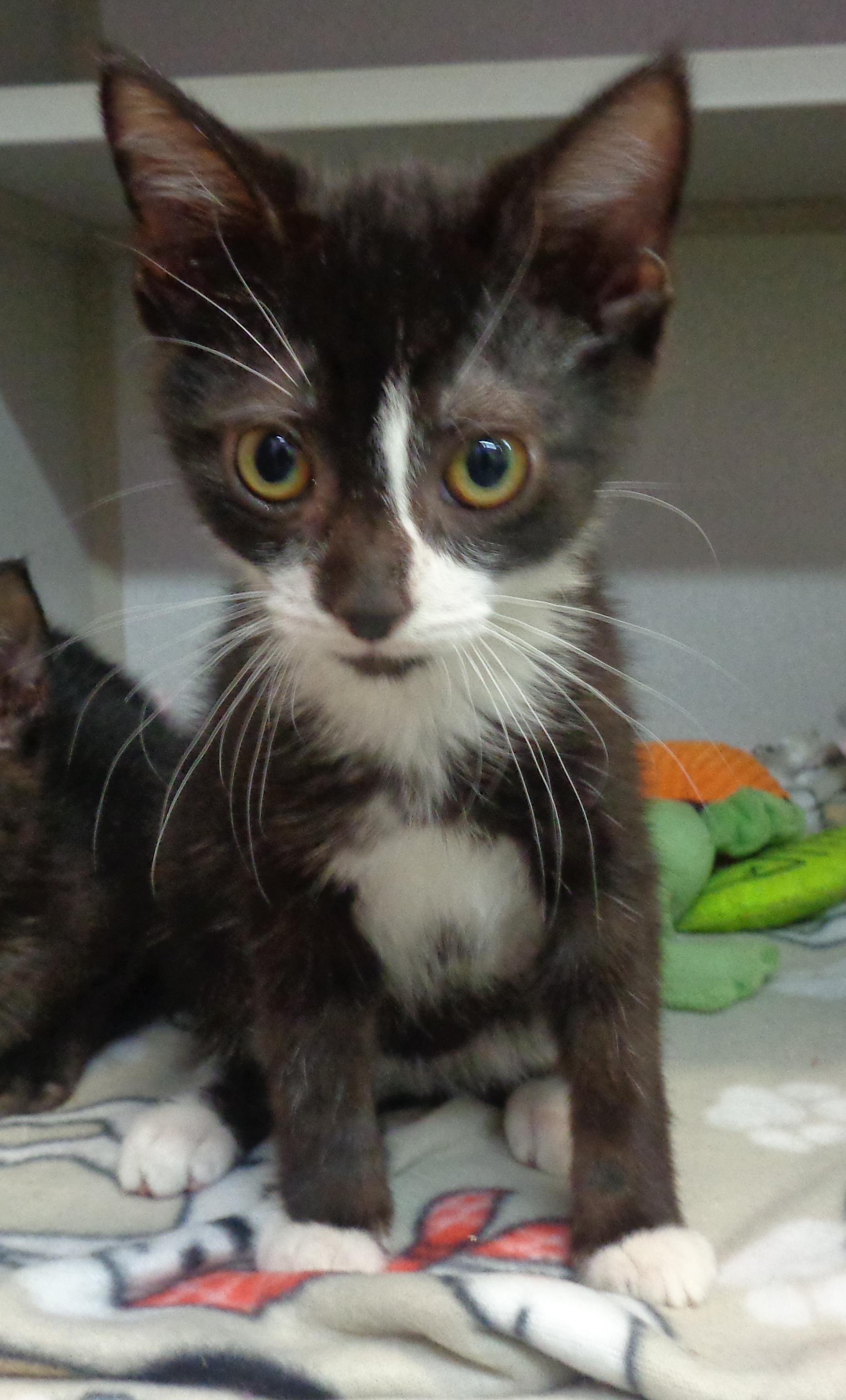 Enlarge EVERGLADES, an adoptable Domestic Short Hair in Delhi, NY image 5/6