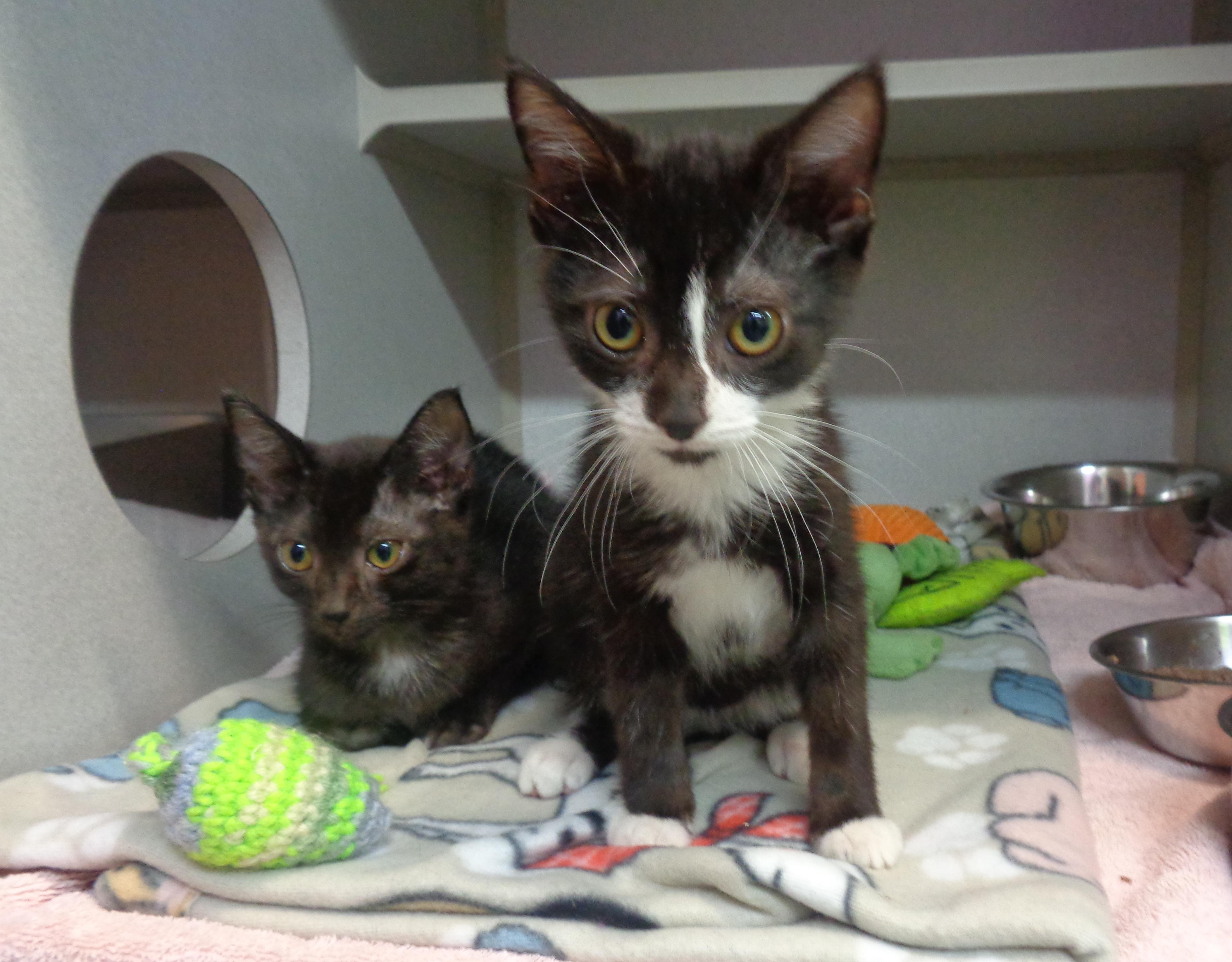 Enlarge EVERGLADES, an adoptable Domestic Short Hair in Delhi, NY image 4/6