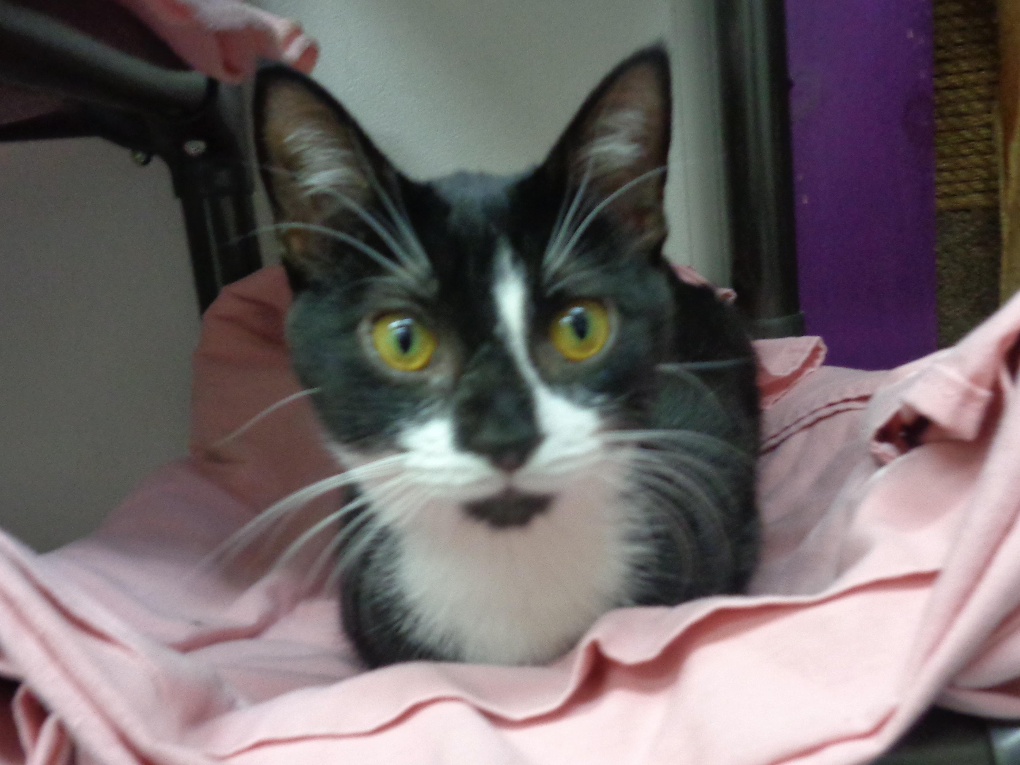 Enlarge EVERGLADES, an adoptable Domestic Short Hair in Delhi, NY image 1/6