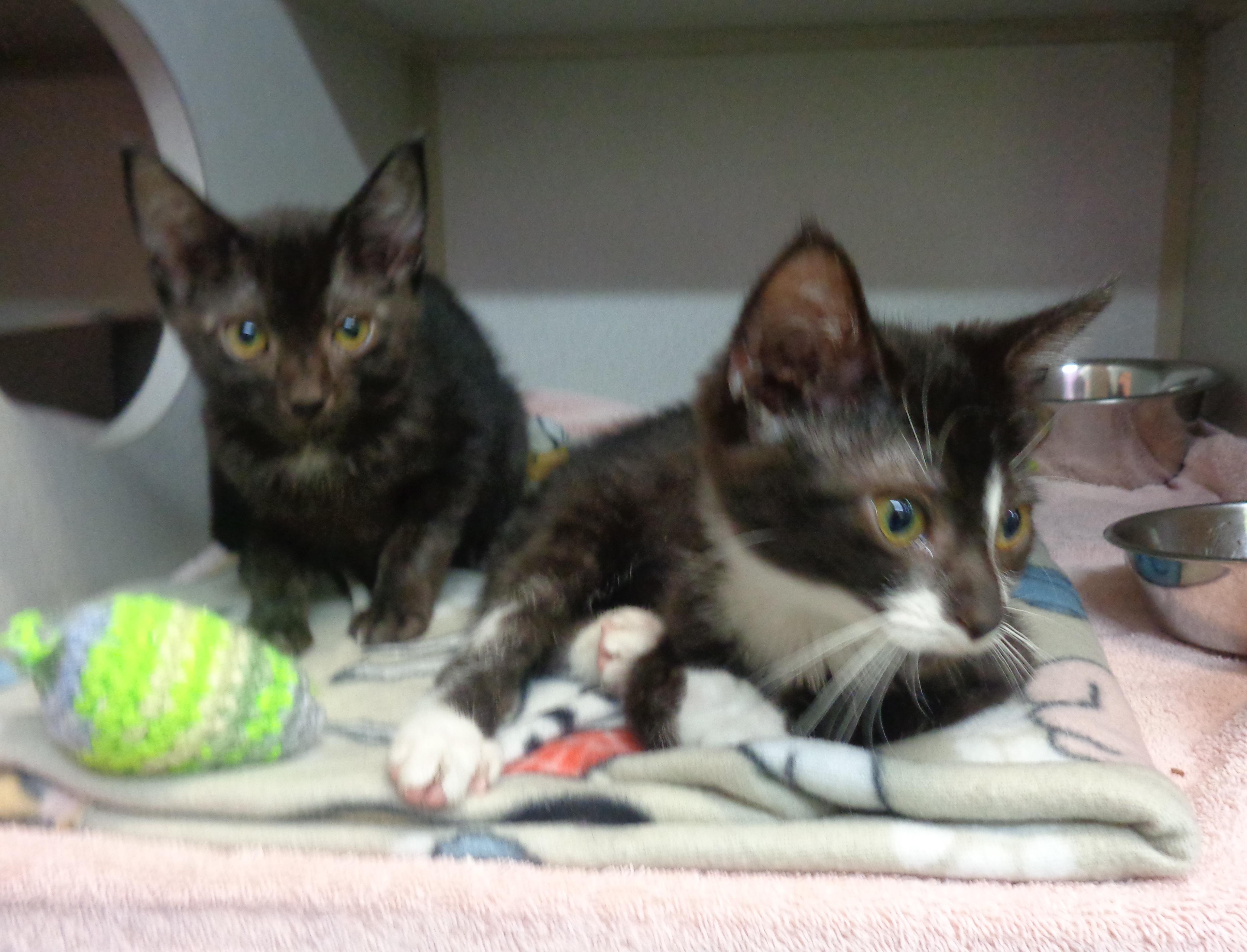 Enlarge EVERGLADES, an adoptable Domestic Short Hair in Delhi, NY image 6/6