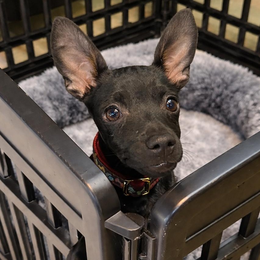 Bali, a ADOPTABLE mixed breed in Richmond, VA image 4/4