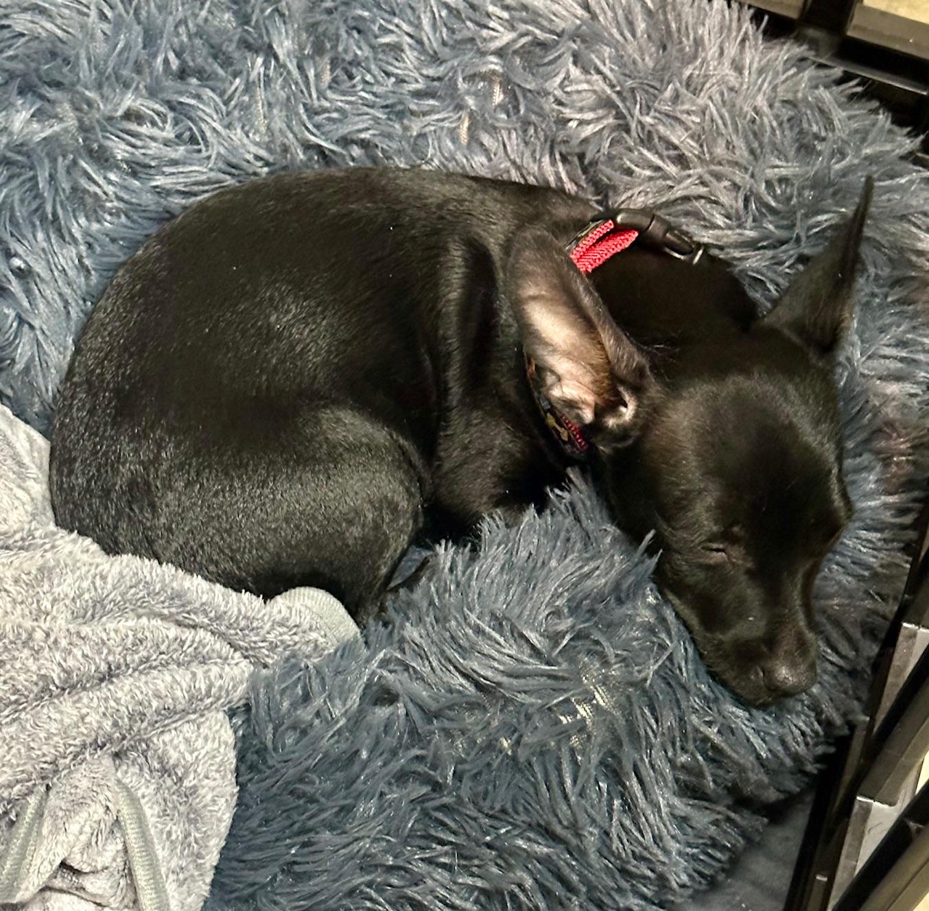 Bali, a ADOPTABLE mixed breed in Richmond, VA image 3/4