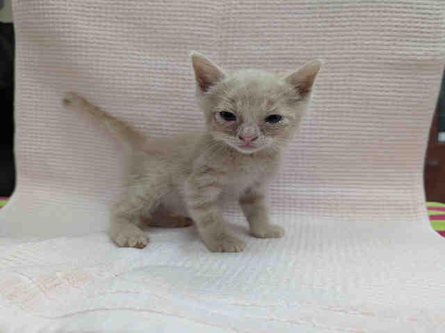 ROWDY, Adoptable, Kitten Male Domestic Short Hair.