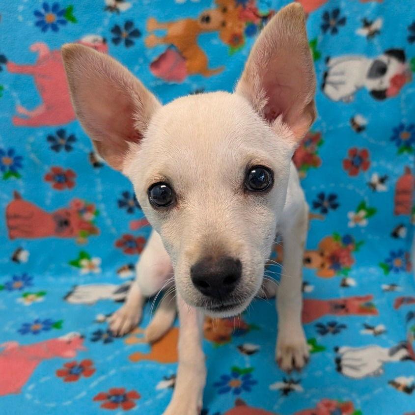 GLACIER, a Adopted mixed breed in Chico, CA image 1/2