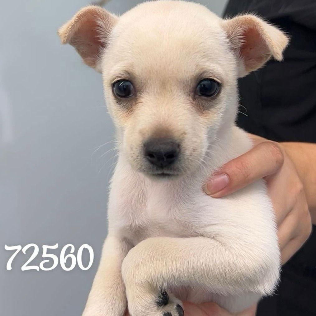 GLACIER, a Adopted mixed breed in Chico, CA image 2/2