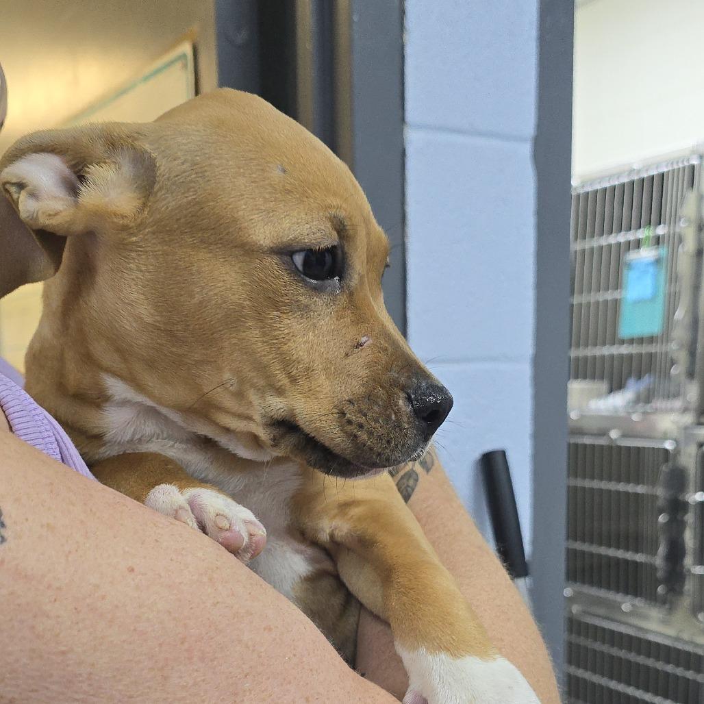 Enlarge Dutchess Fingerling 26-0718, a Adoptable Mixed Breed in Yanceyville, NC image 1/1
