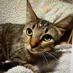 Thunder, Adoptable, Adult Male Domestic Short Hair.