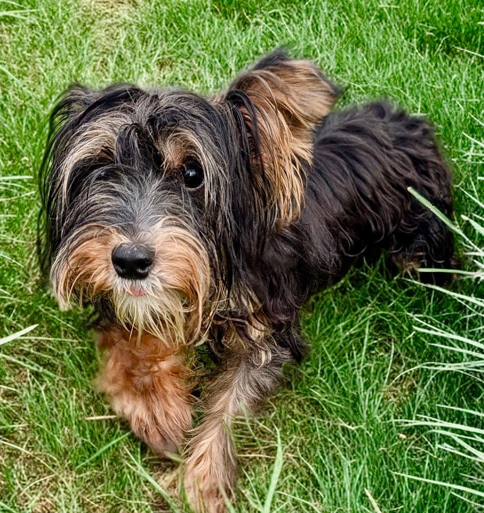 Ricky Ricardo-9lb 9mo old boy!, Adopted, Young Male Yorkshire Terrier.
