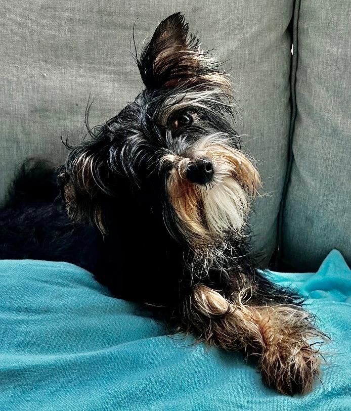 Enlarge Ricky Ricardo-9lb 9mo old boy!, a Adopted Yorkshire Terrier in Fort Myers, FL image 2/2