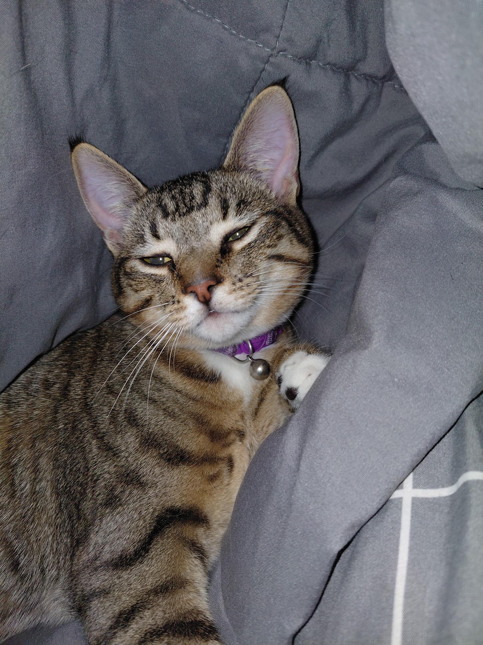 Sammy, ADOPTABLE, Young Female Domestic Short Hair.