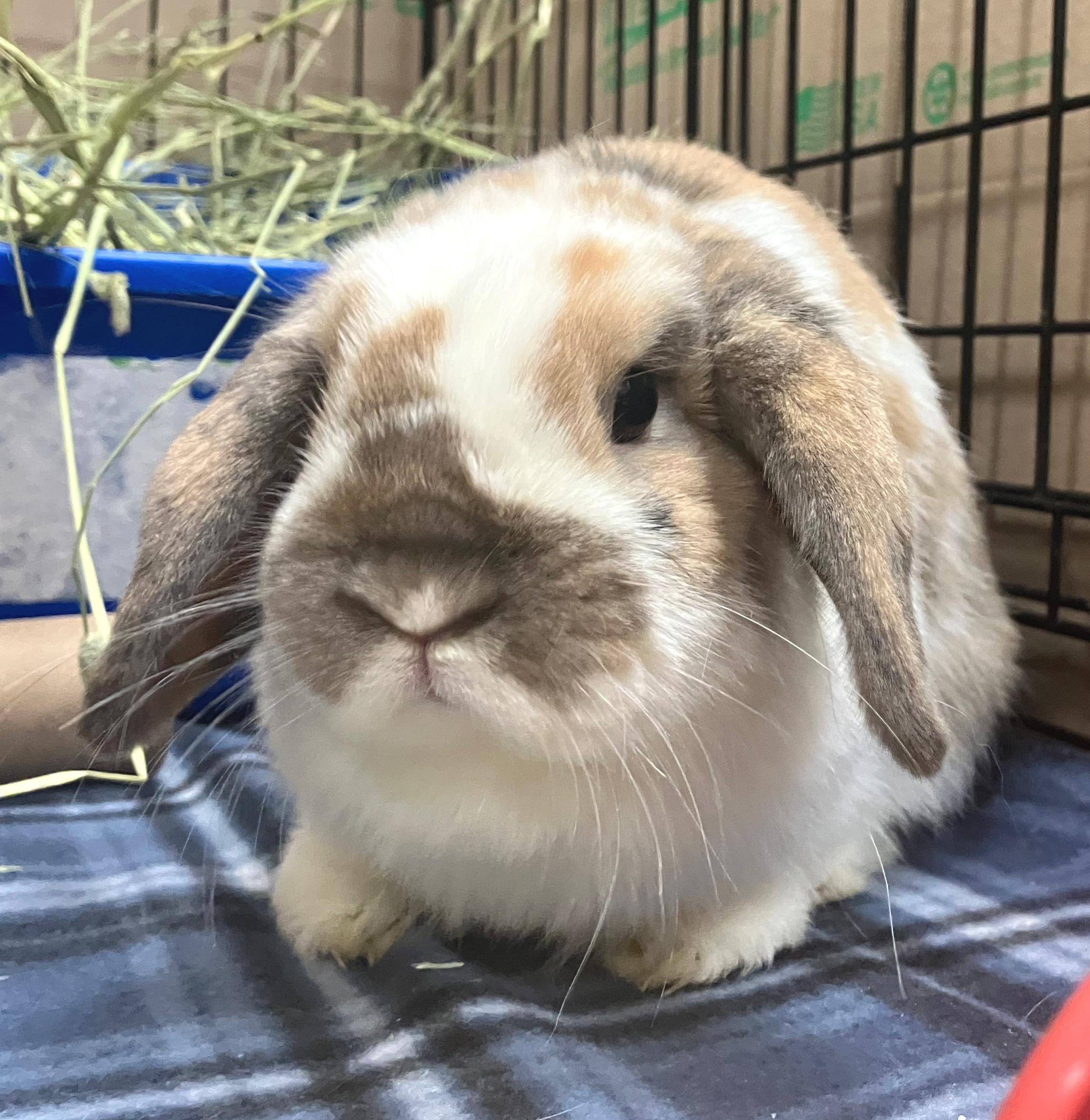 Libby, adopted, Young Female Holland Lop.