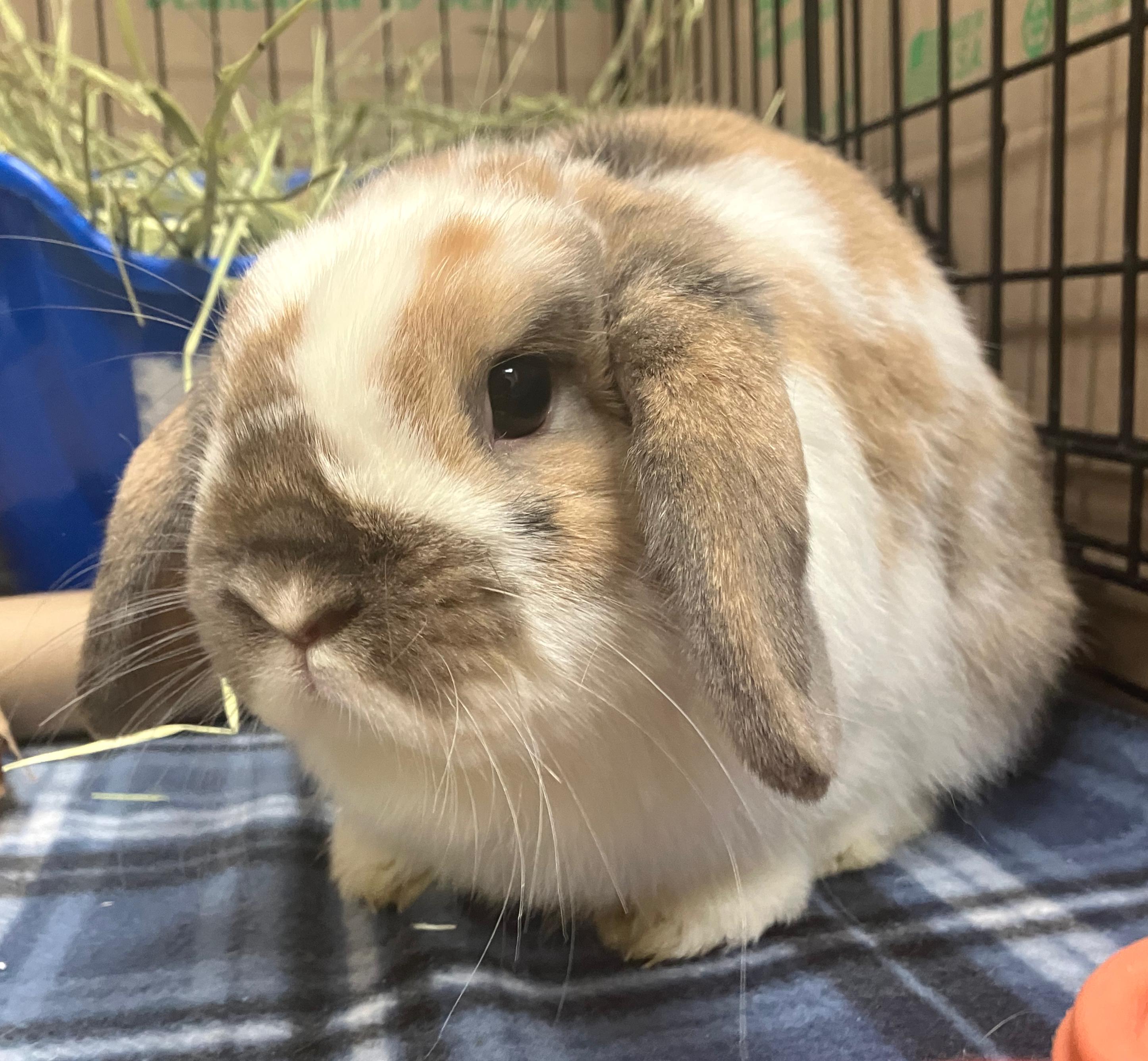 Libby, an adopted Holland Lop in Oshkosh, WI image 2/2