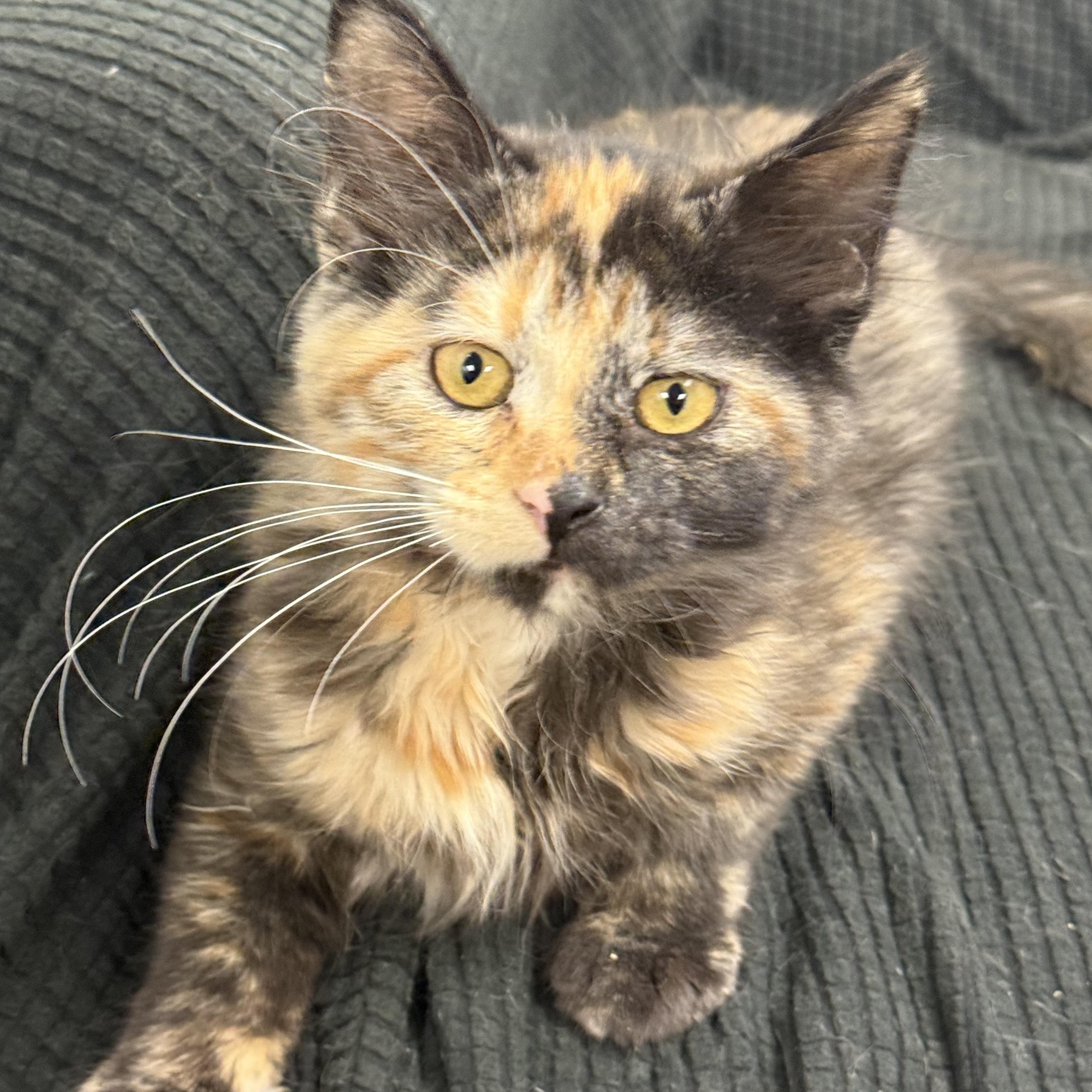 Emily, ADOPTABLE, Kitten Female Domestic Medium Hair.