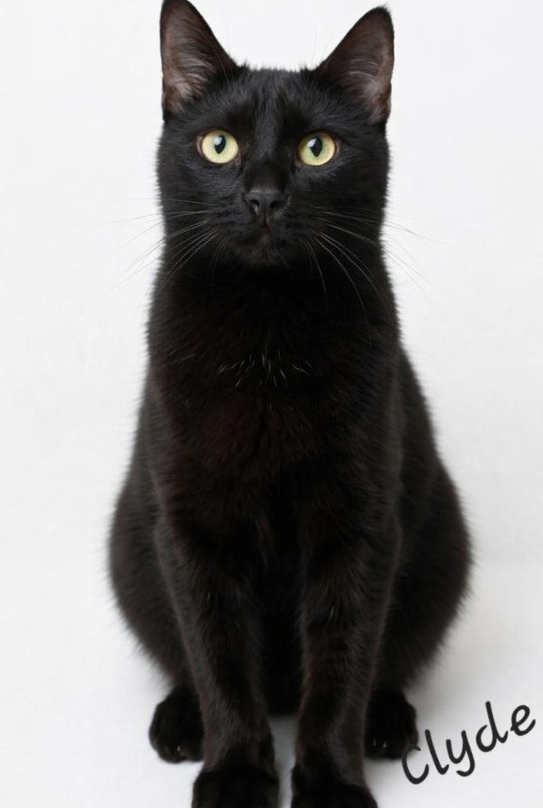 Enlarge Clyde, a ADOPTABLE Domestic Short Hair in Byran, OH image 1/3