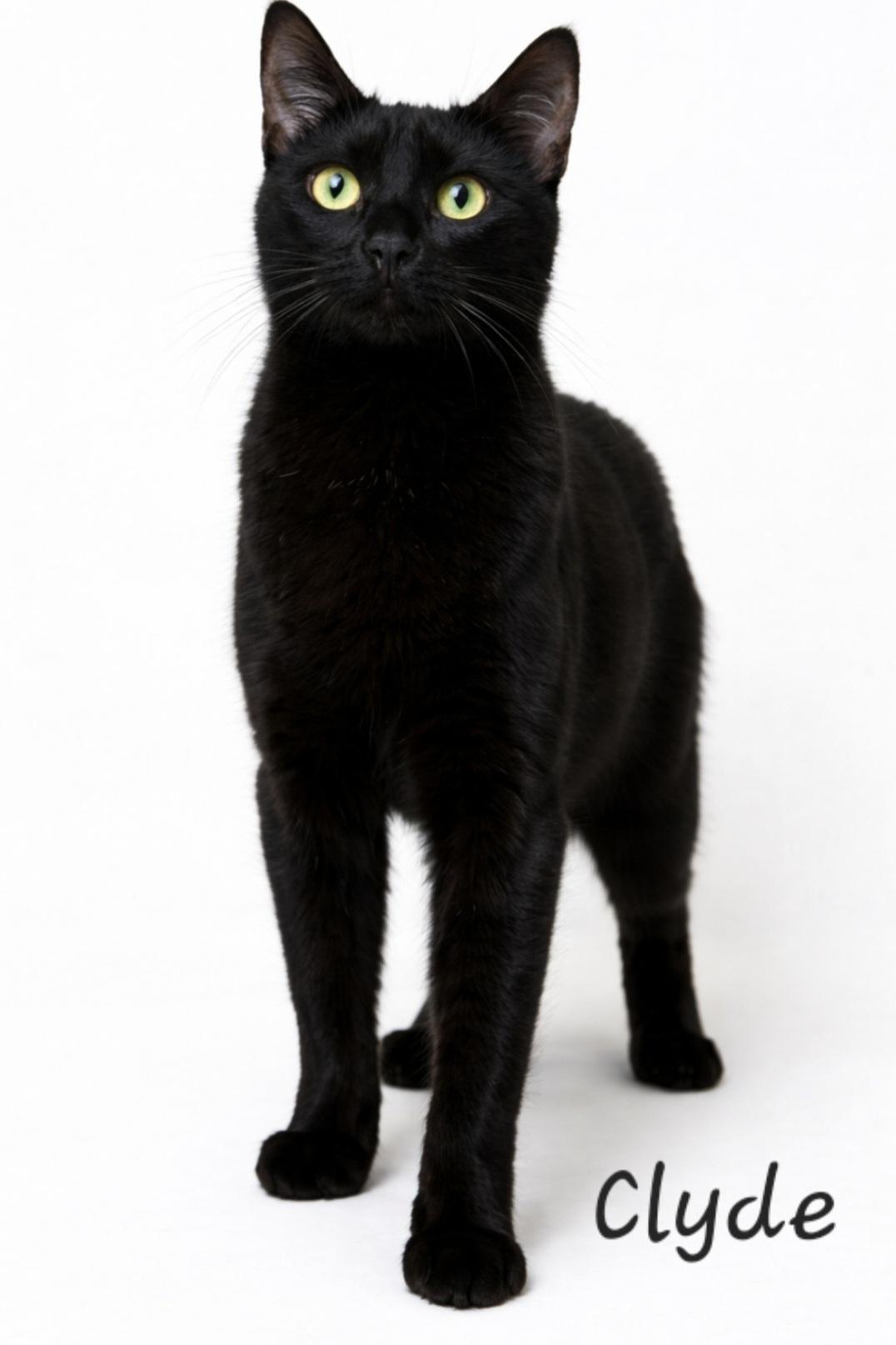 Enlarge Clyde, a ADOPTABLE Domestic Short Hair in Byran, OH image 2/3