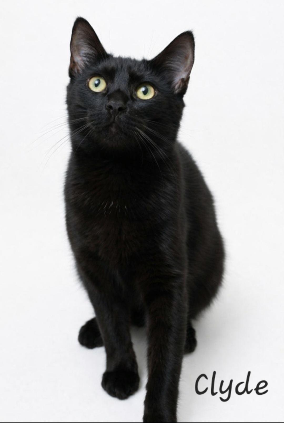 Enlarge Clyde, a ADOPTABLE Domestic Short Hair in Byran, OH image 3/3