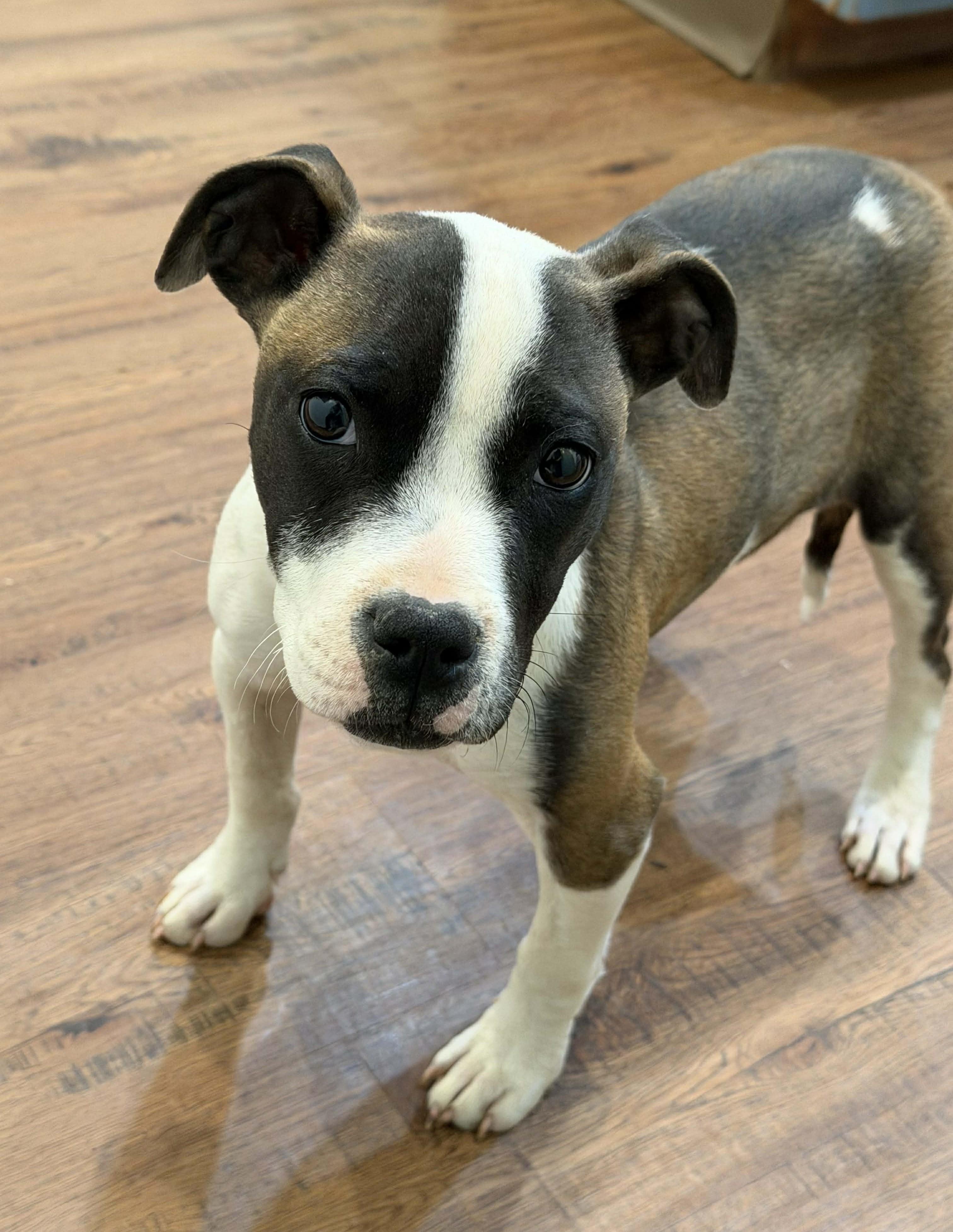 Enlarge Diamond, a ADOPTABLE Mixed Breed in Northwood, NH image 3/6