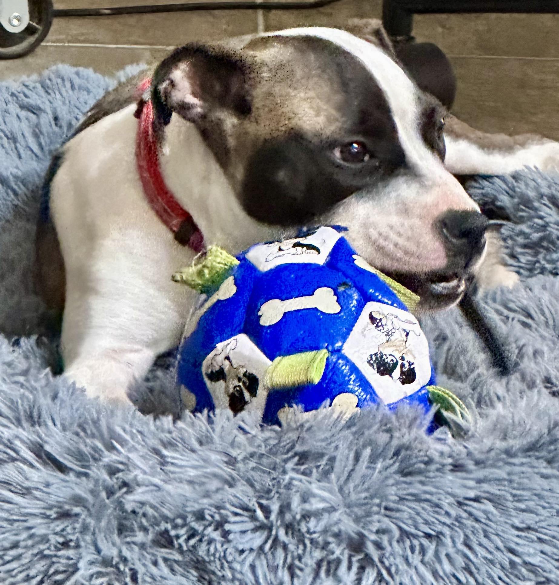 Enlarge Diamond, a ADOPTABLE Mixed Breed in Northwood, NH image 4/6