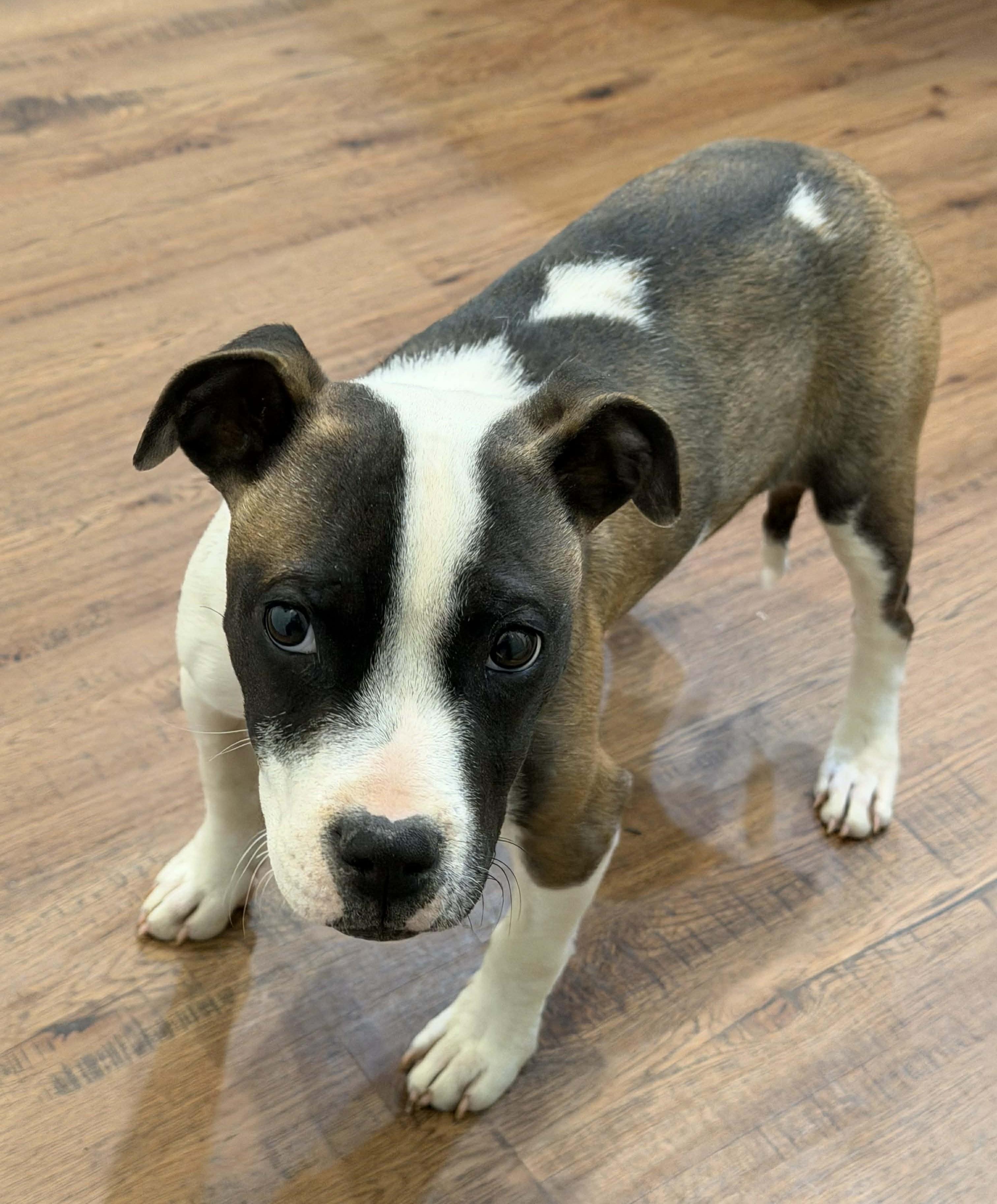 Diamond, ADOPTABLE, Puppy Female Mixed Breed.