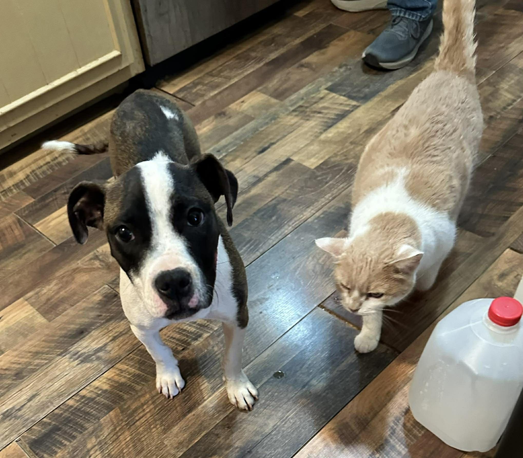 Enlarge Diamond, a ADOPTABLE Mixed Breed in Northwood, NH image 2/6