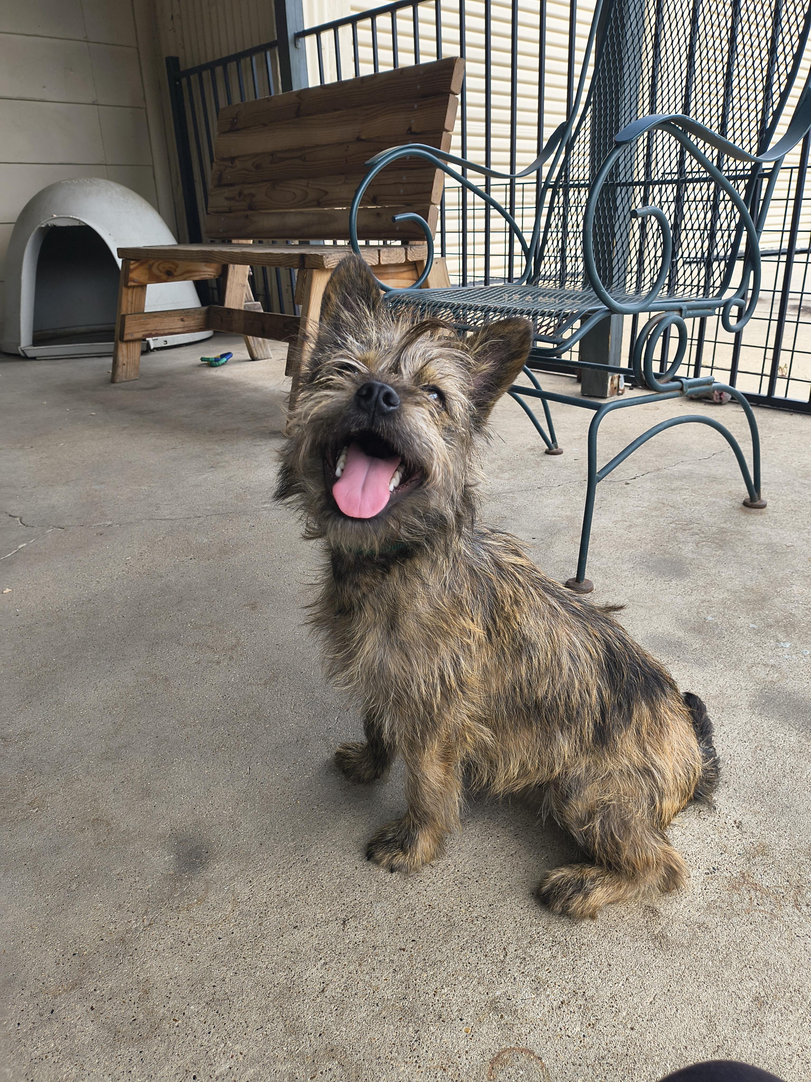 Enlarge Haku, an adopted Cairn Terrier in Plano, TX image 5/6