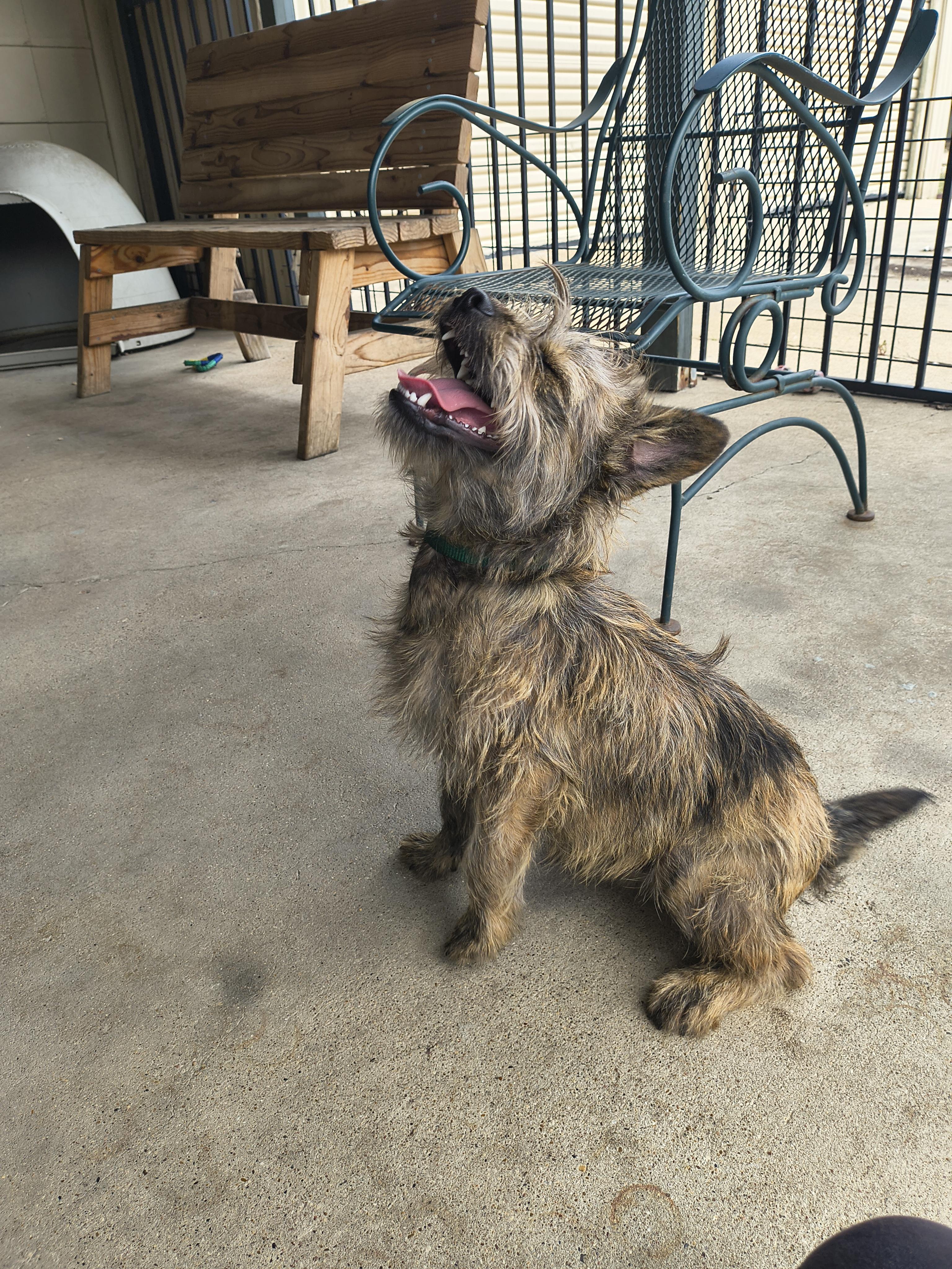 Enlarge Haku, an adopted Cairn Terrier in Plano, TX image 3/6