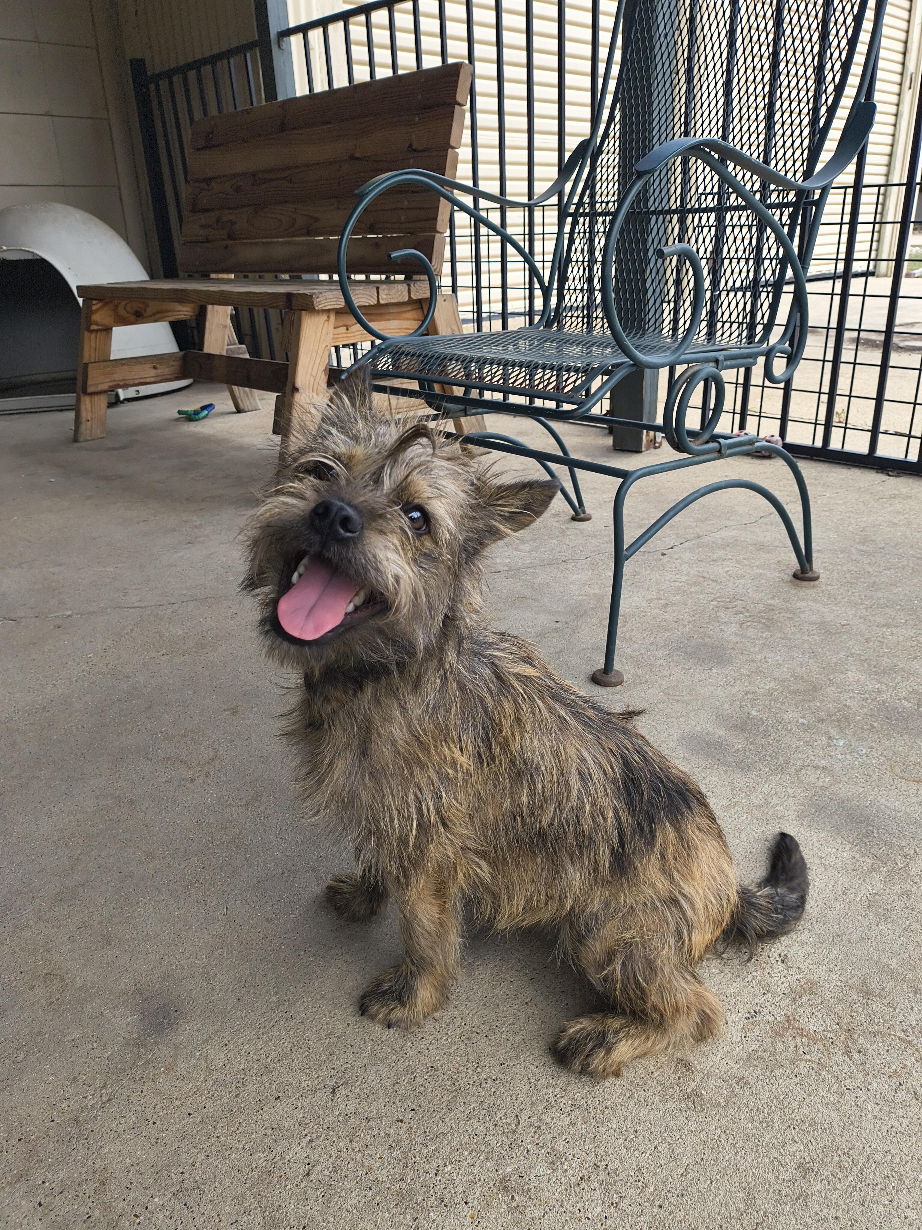Enlarge Haku, an adopted Cairn Terrier in Plano, TX image 4/6