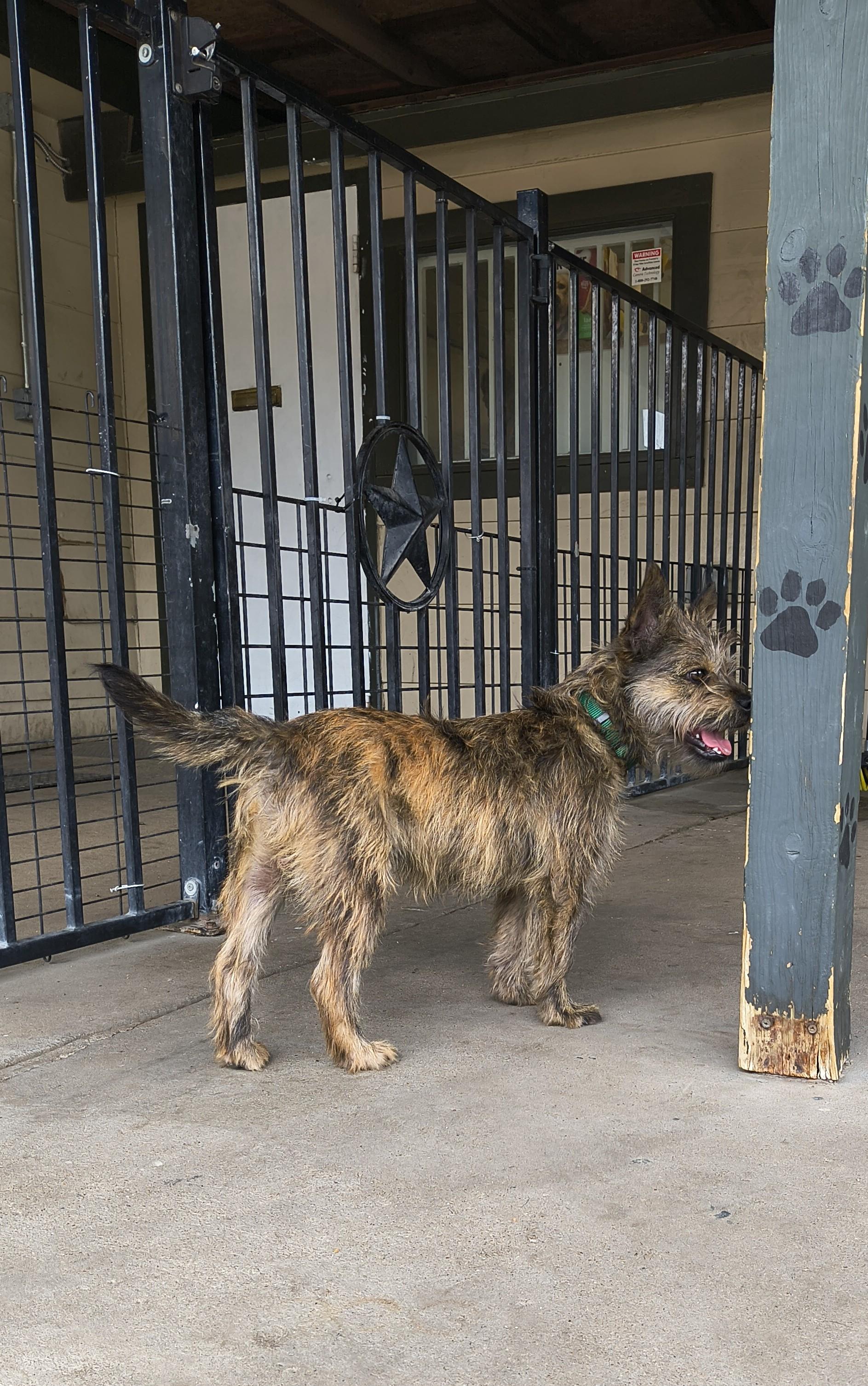 Enlarge Haku, an adopted Cairn Terrier in Plano, TX image 6/6