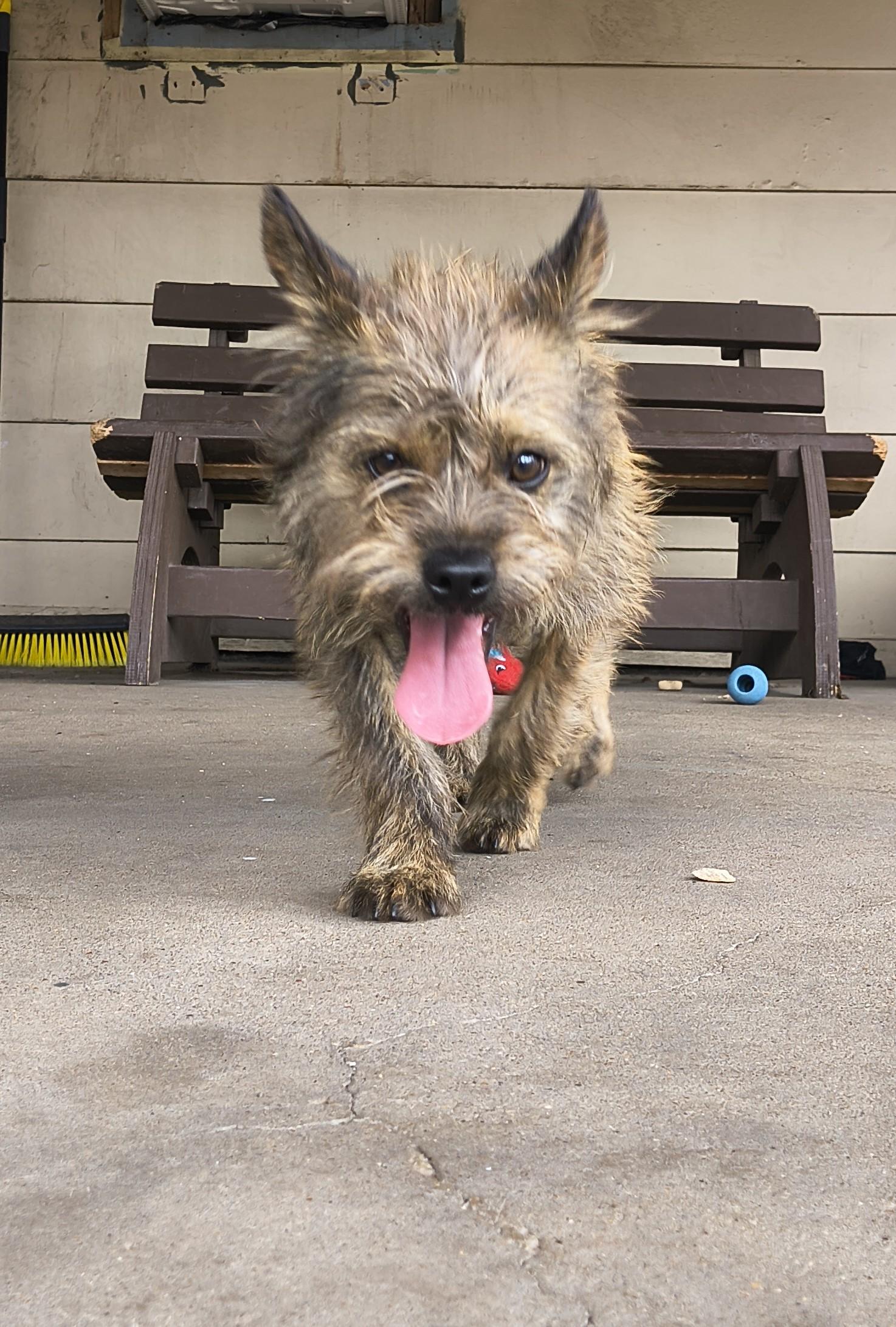 Enlarge Haku, an adopted Cairn Terrier in Plano, TX image 2/6