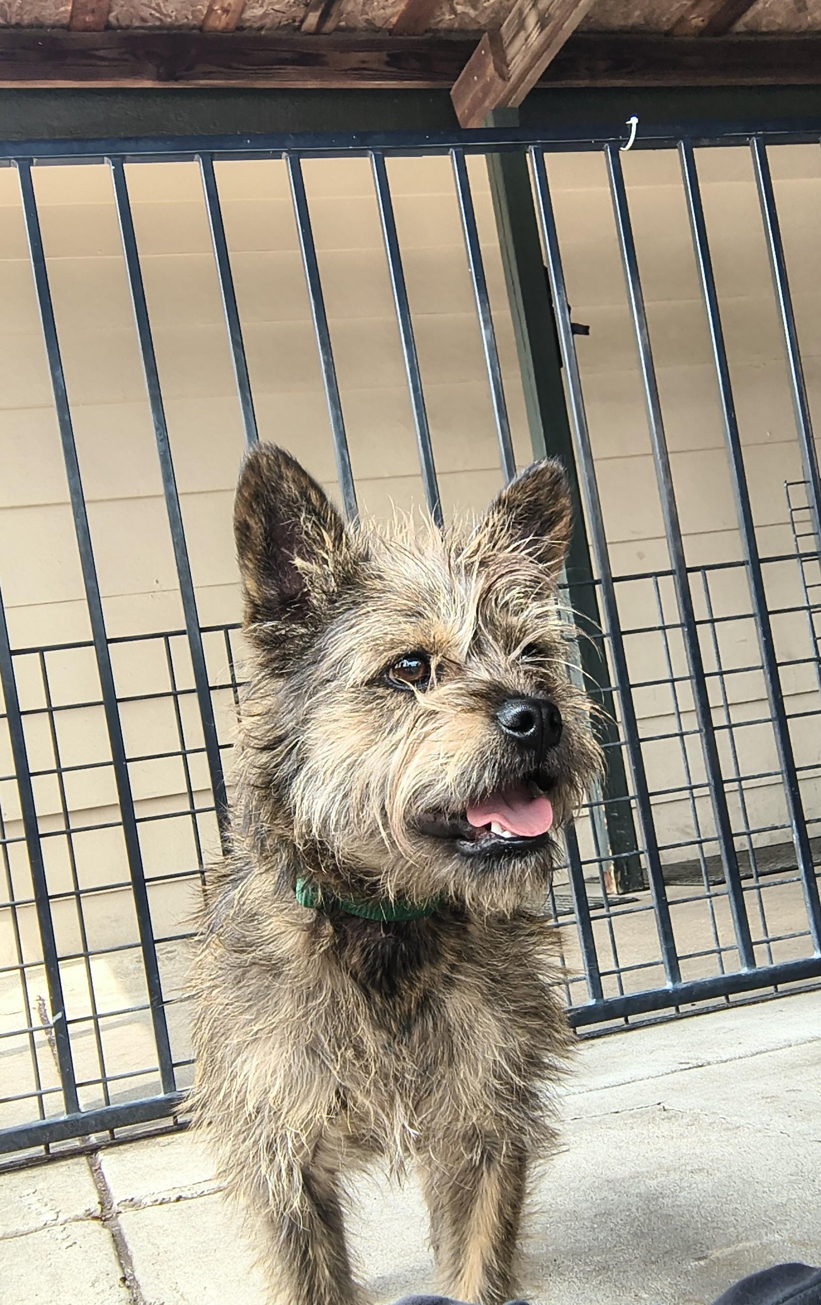 Enlarge Haku, an adopted Cairn Terrier in Plano, TX image 1/6