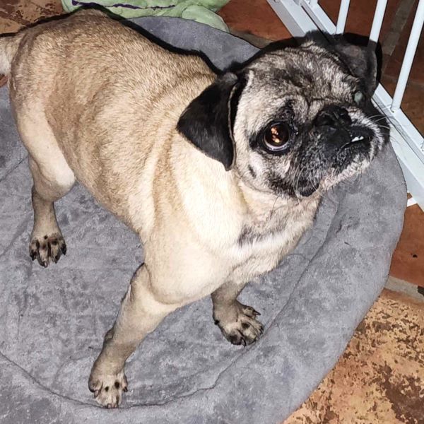Rufus, Adult Male Pug