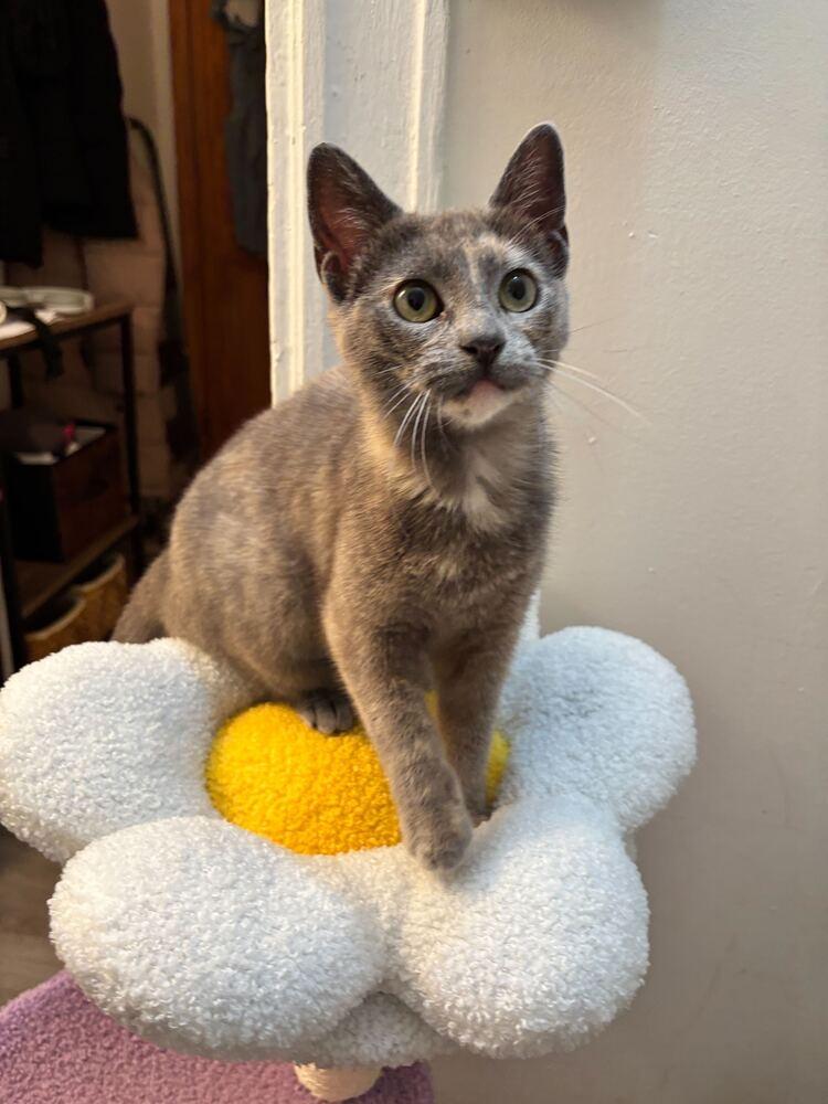 Emory, Adoptable, Kitten Female Domestic Short Hair.