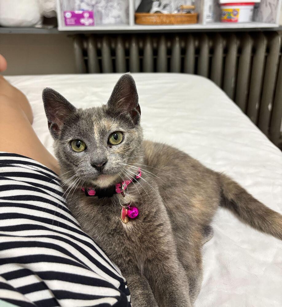 Enlarge Emory, a Adoptable mixed breed in New York, NY image 2/6